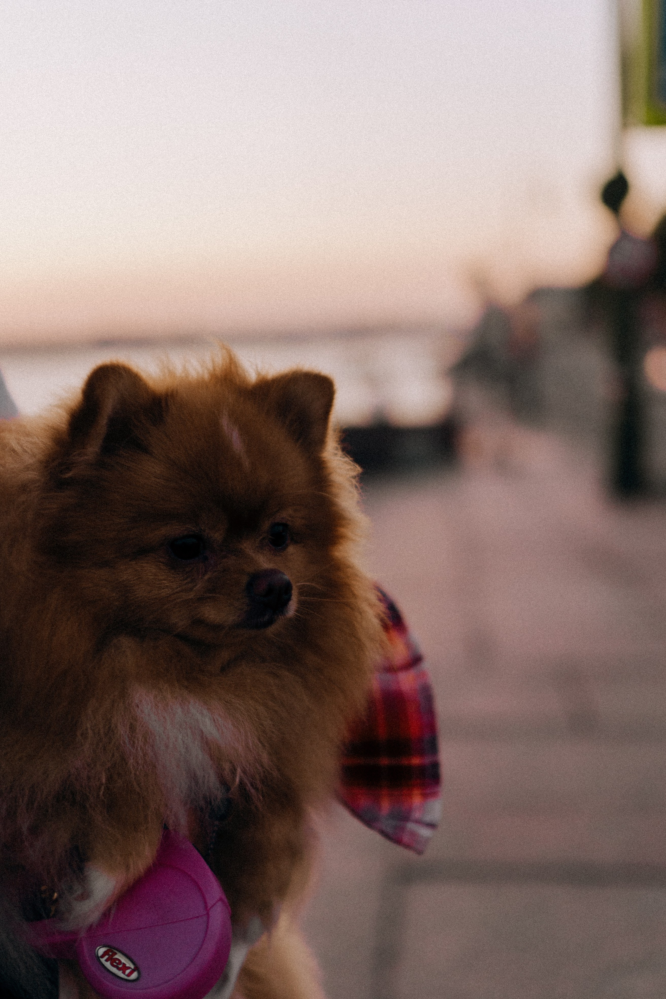 РАССВЕТНАЯ ИСТОРИЯ. Профессиональный фотограф, Санкт-Петербург — Виктория Богомолова