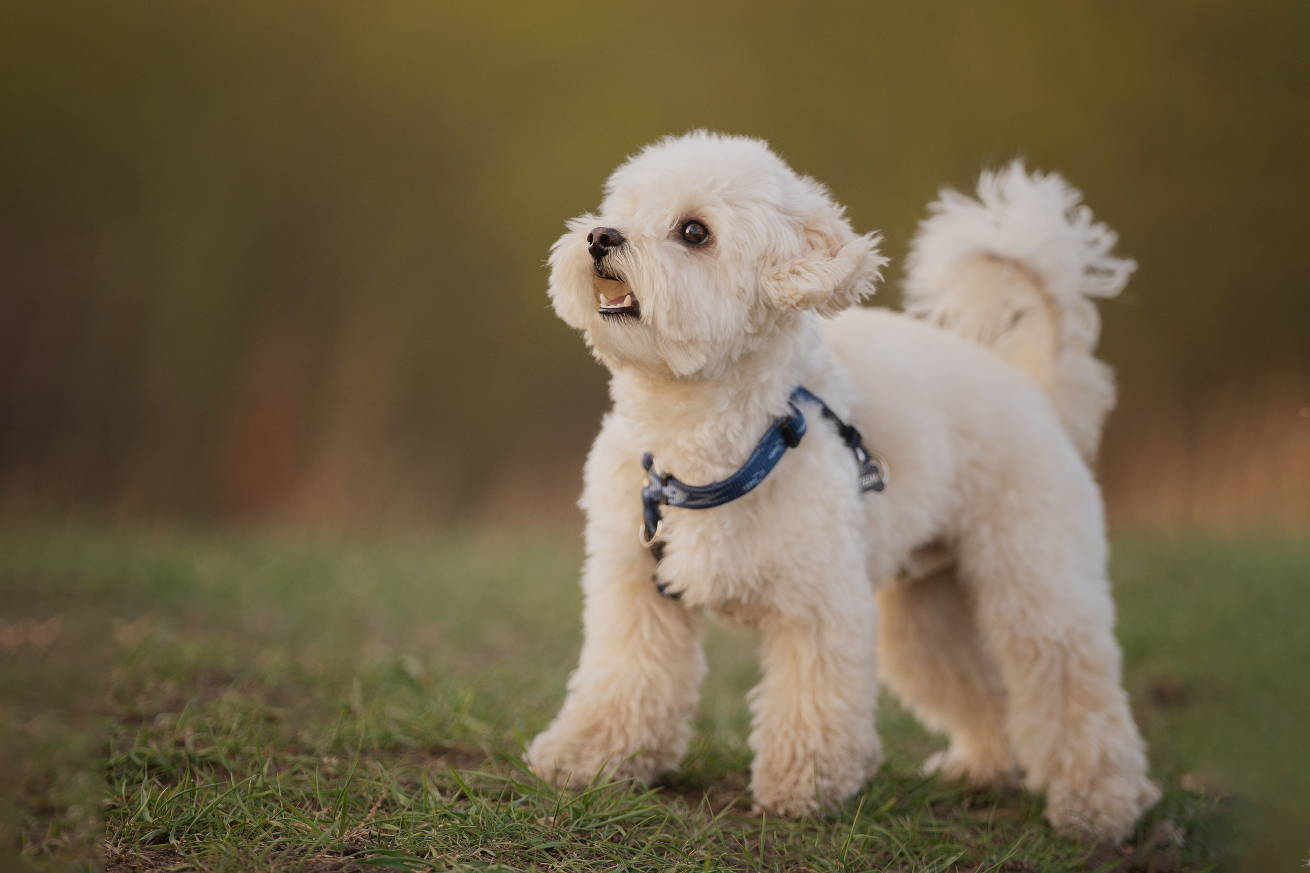 Оксана + Кекс. Kameramotor74