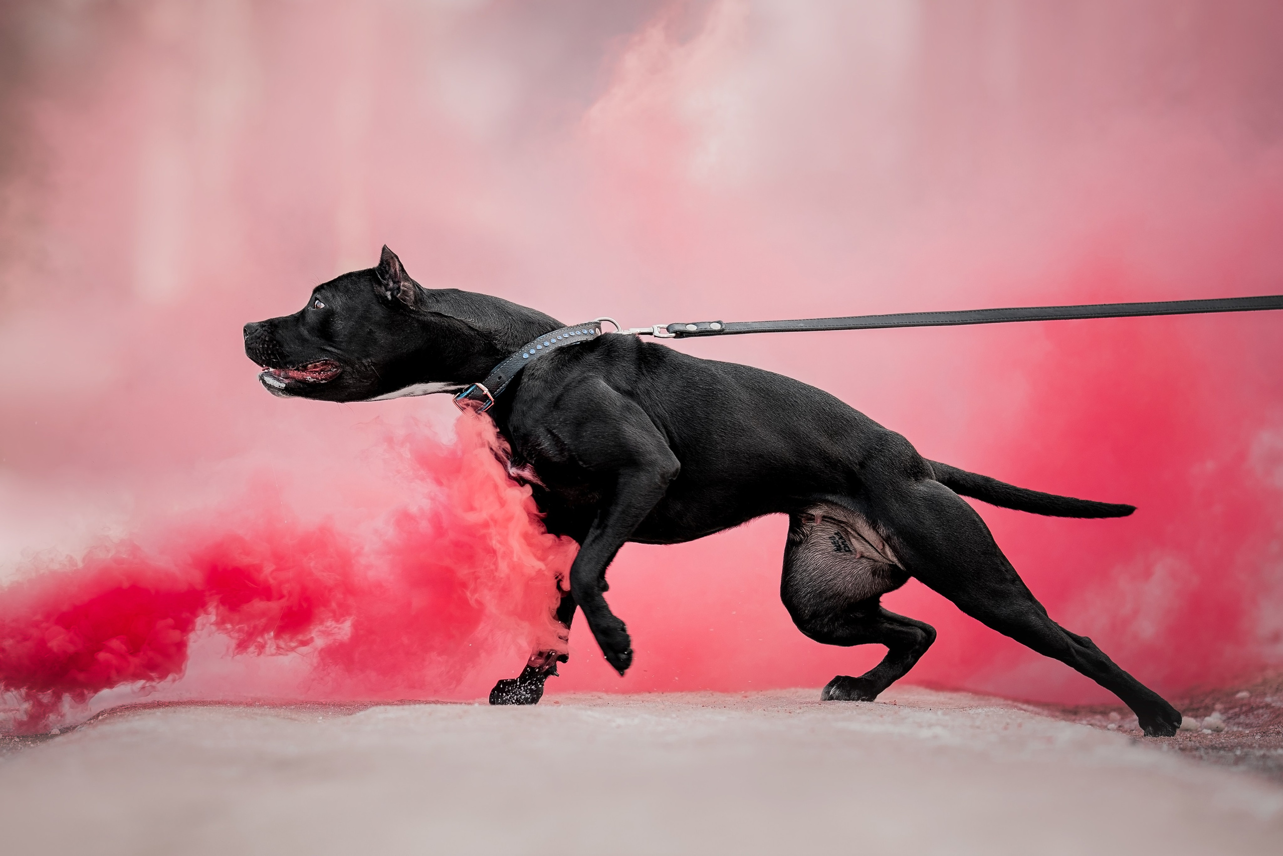 Анималистика. Репортажный фотограф Мария Мадзик