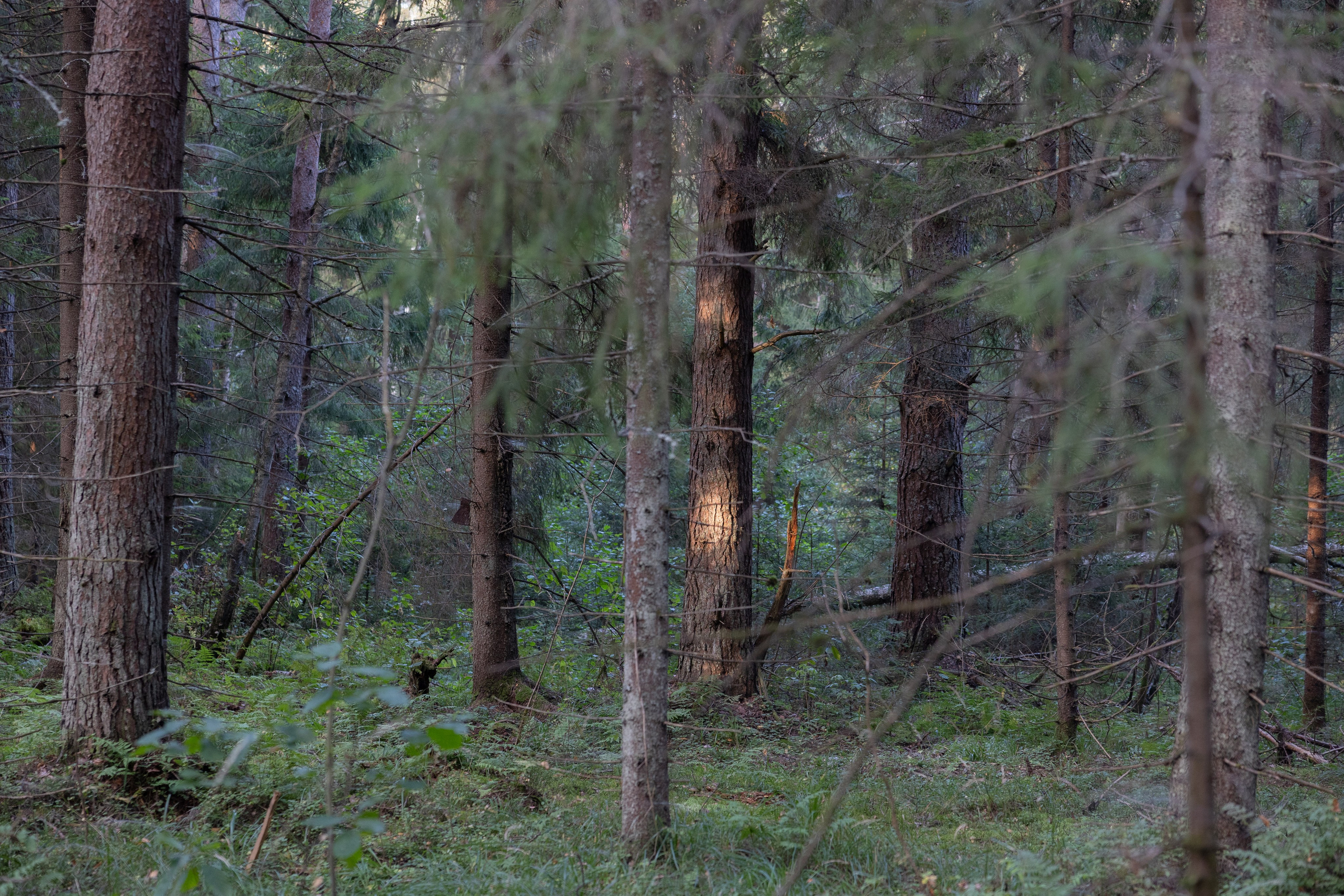 Art prints. Фотограф алина стерхова, алина стерхова фотограф, фотограф москва