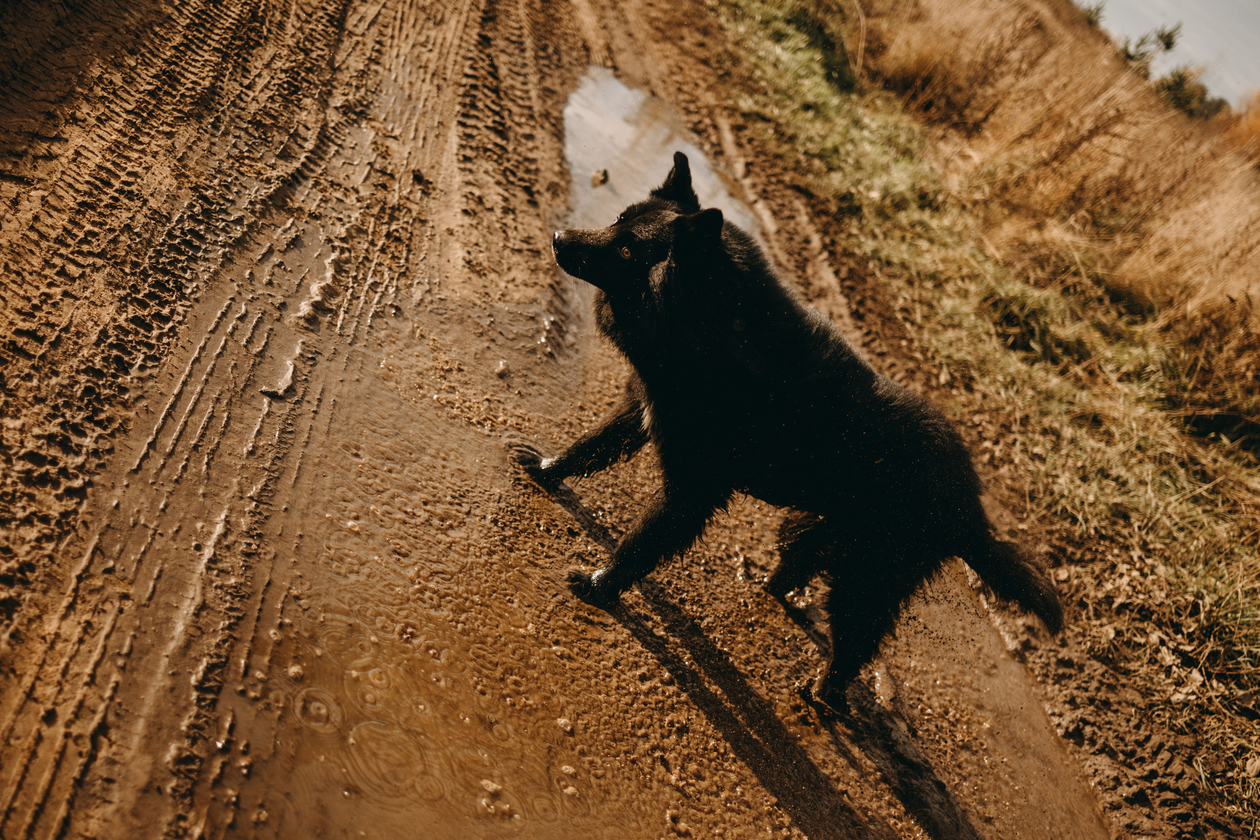 Лора и Джанго. Фотограф — Анималист | Санкт-Петербург