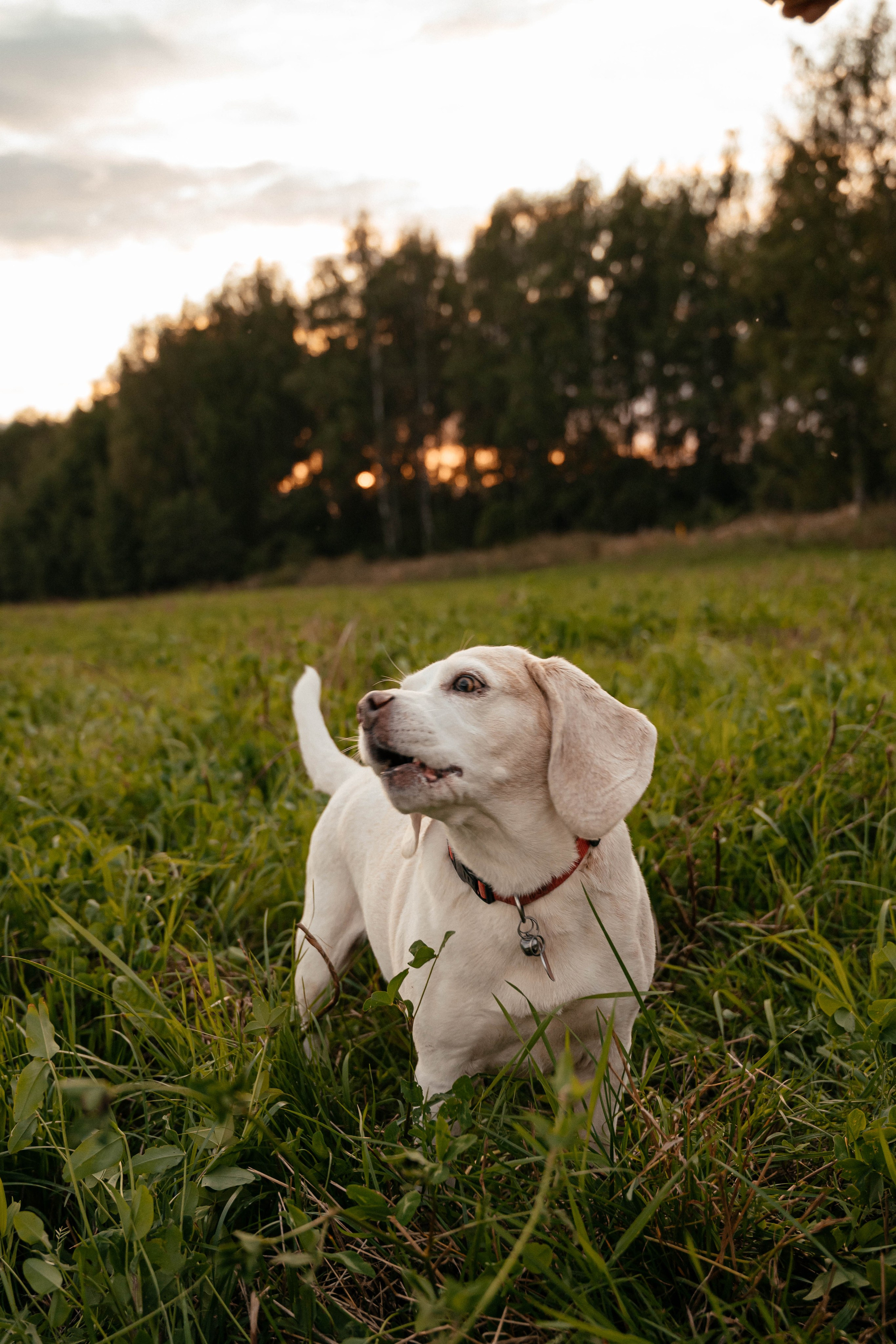 Съёмка love story для Дарьи и Андрея. Свадебный и семейный фотограф г. Ярославль Савинская Анастасия
