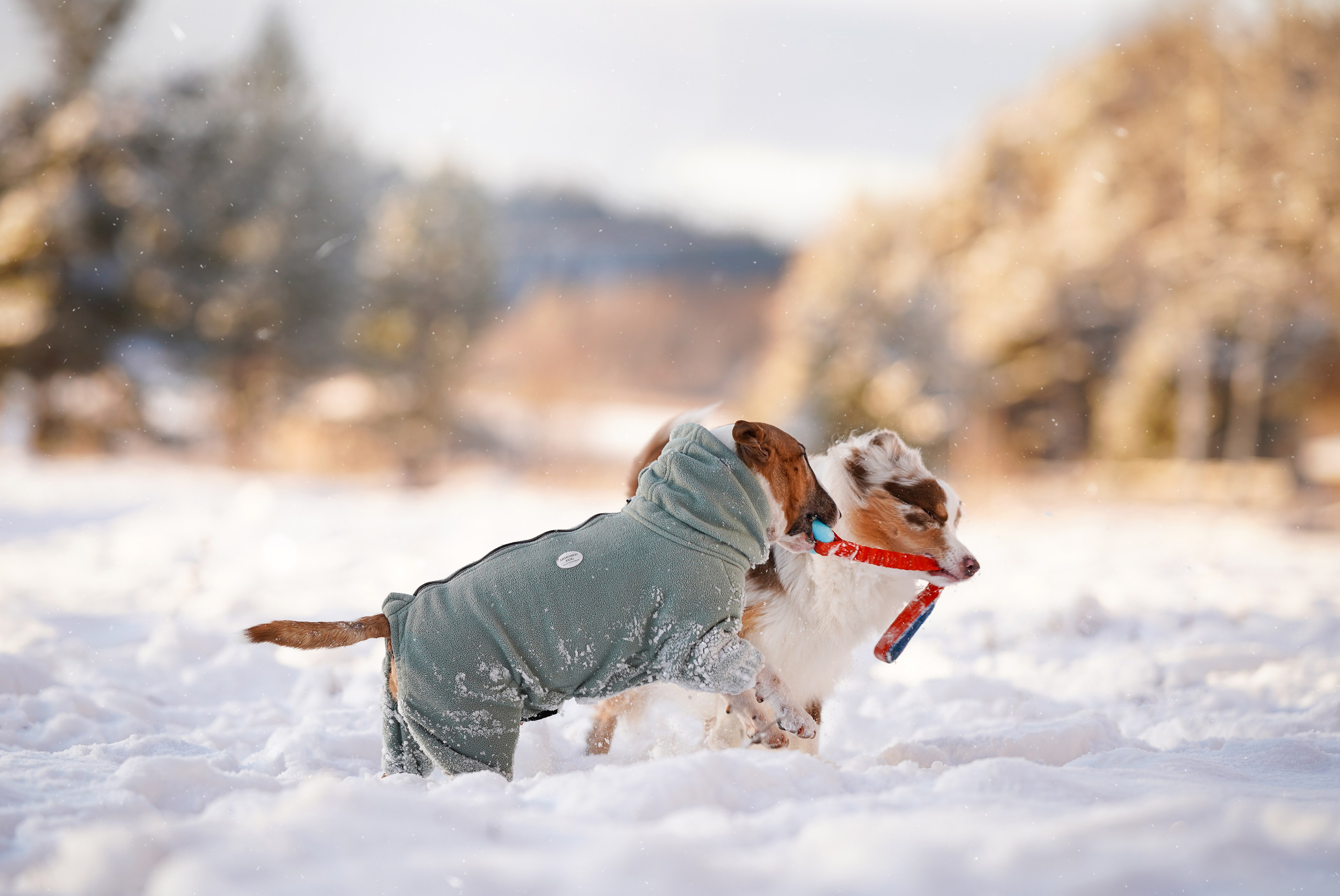 Панда и Юни Карелия. Фотограф-анималист в Санкт-Петербурге Яна Мартынова