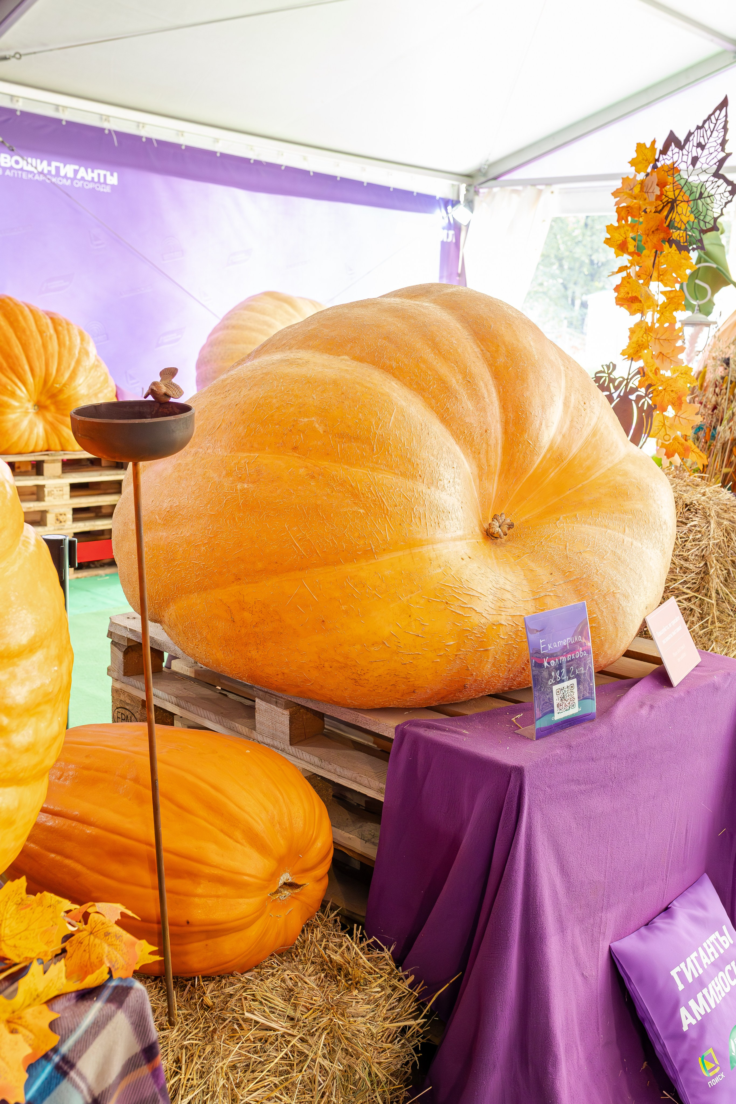 Овощи-гиганты. Александра Куликова фотограф, Москва