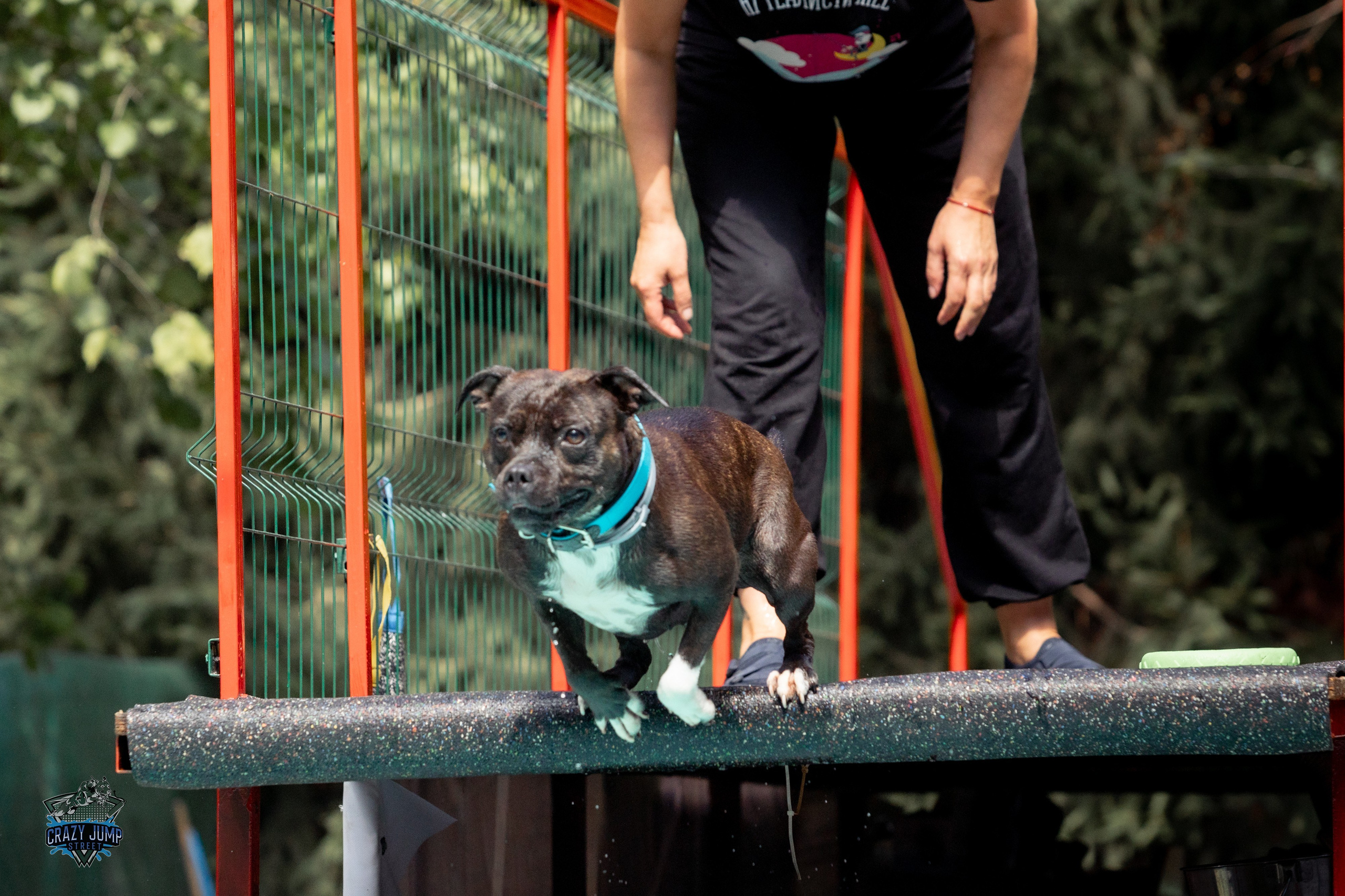 Собаки, спорт, Док дайвинг. Свадебный и репортажный фотограф в Москве и Московской области