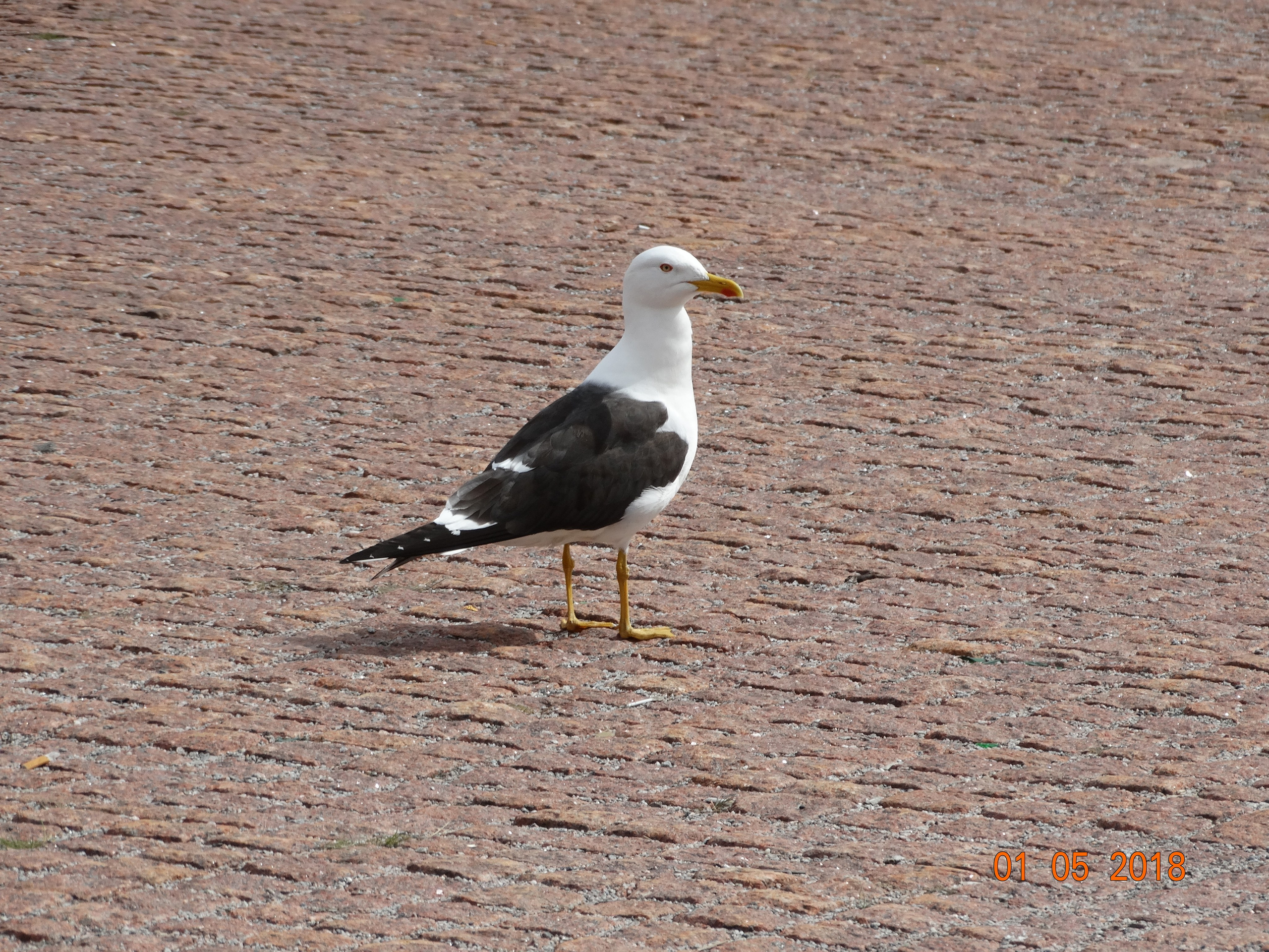 Хельсинки -18. Своя Мастерская