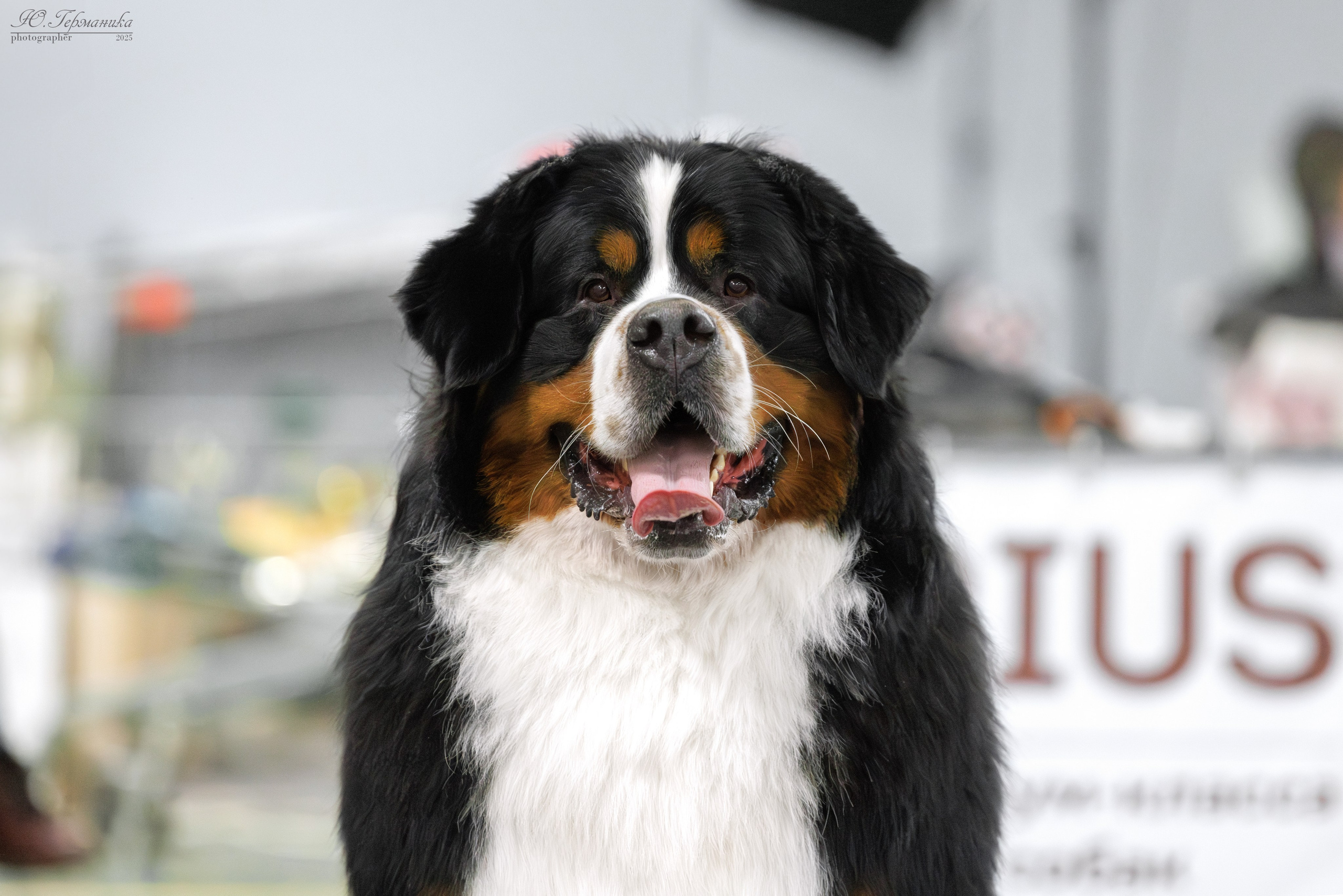 Сфера и Крокус 8,9,16 и 30.03.2025. Фотограф-анималист Юлия Германика