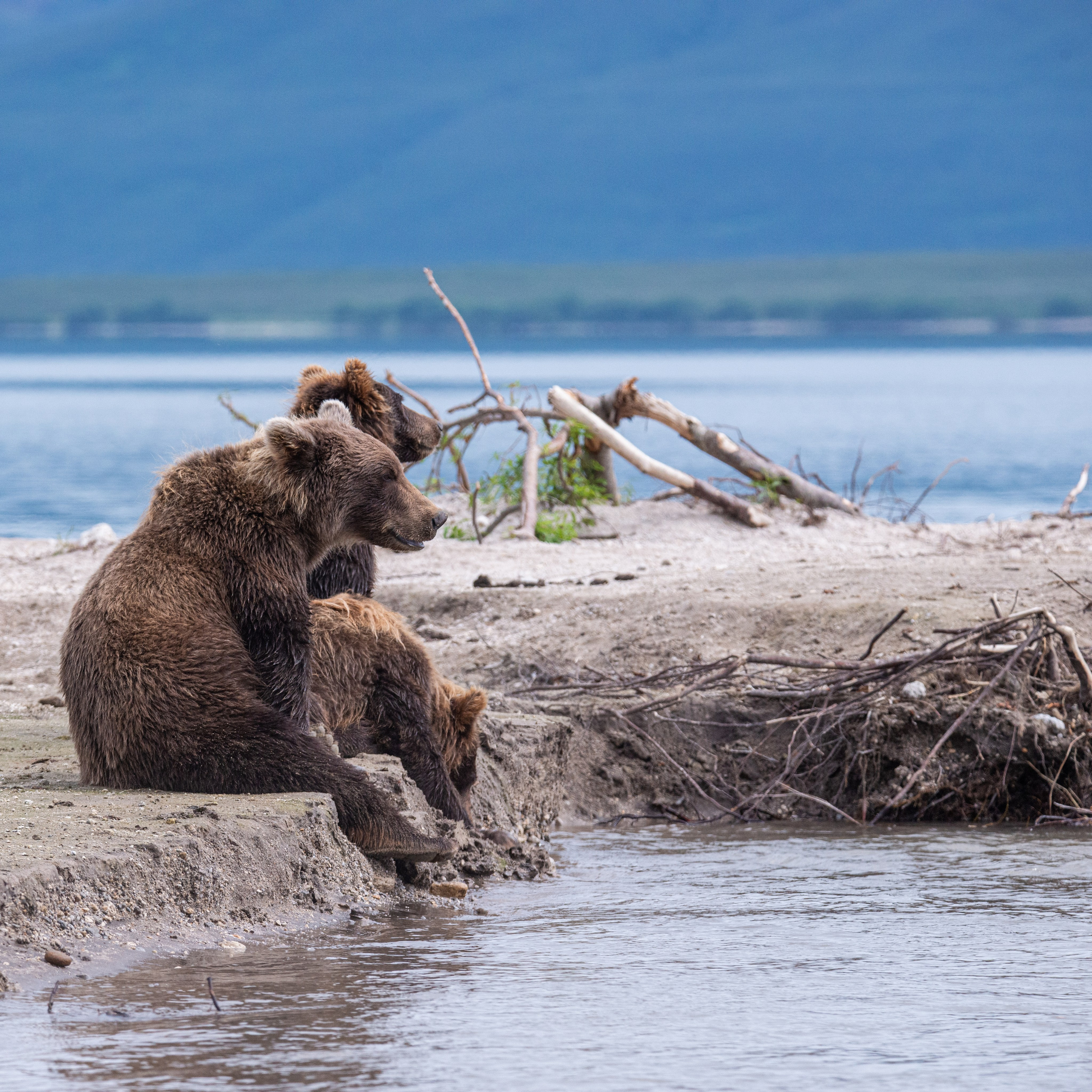 Камчатка — земля медведей. Игорь Иванко — Репортажный и событийный фотограф. Москва