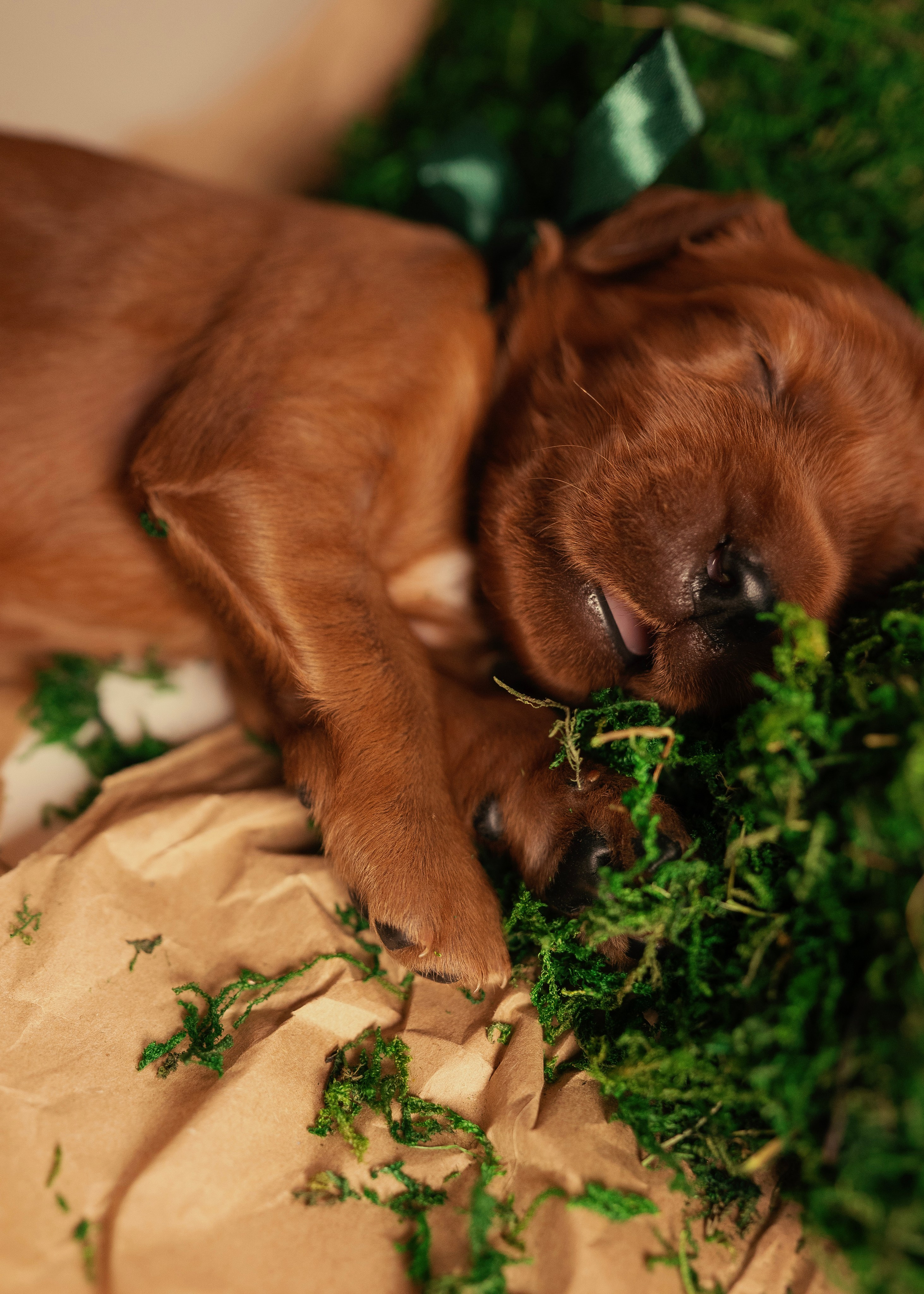 Красные ирландские сеттеры. Фотограф- анималист Александра Матвеева