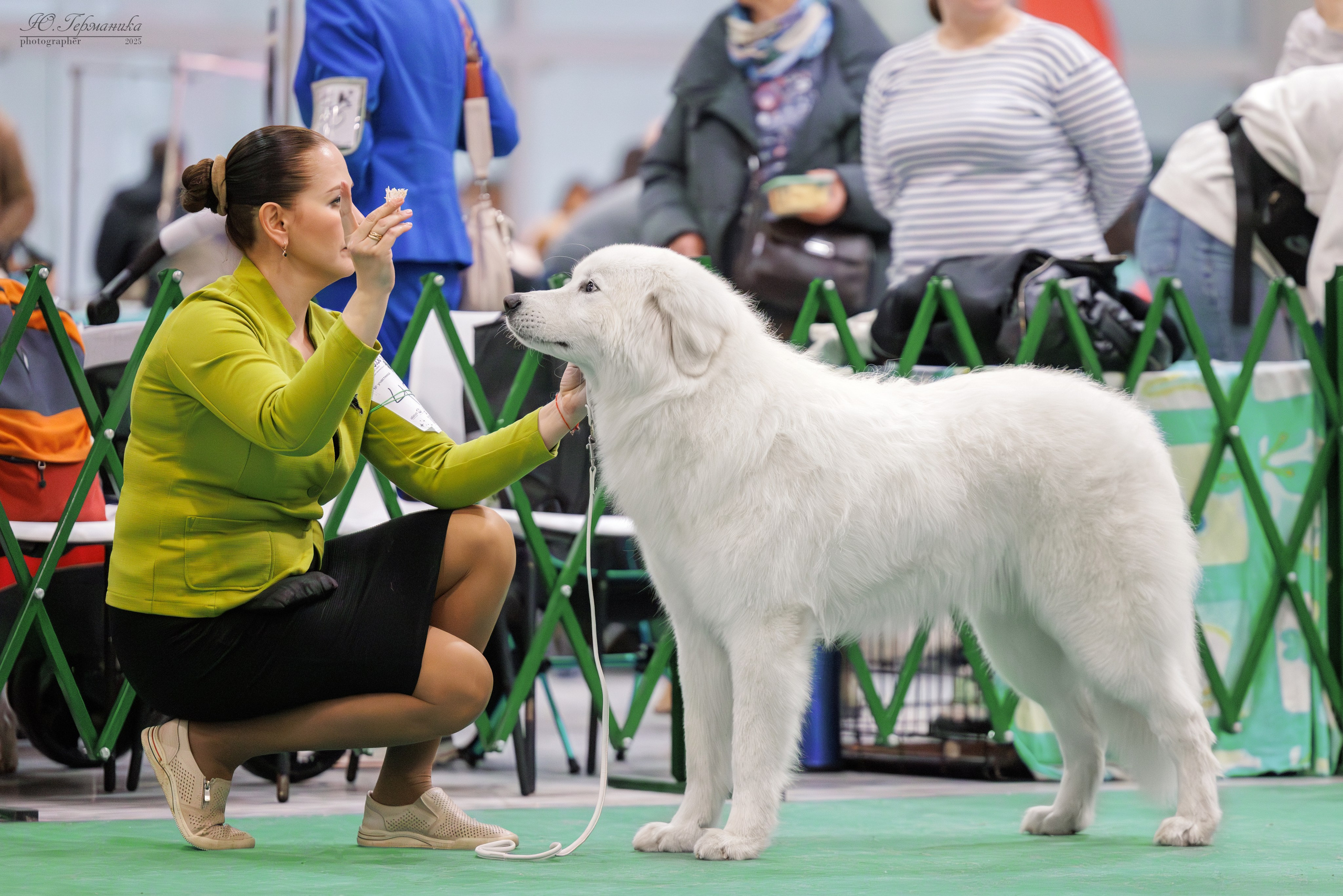 Гран-При 8.02.2025 и Крокус 09.02.2025. Фотограф-анималист Юлия Германика