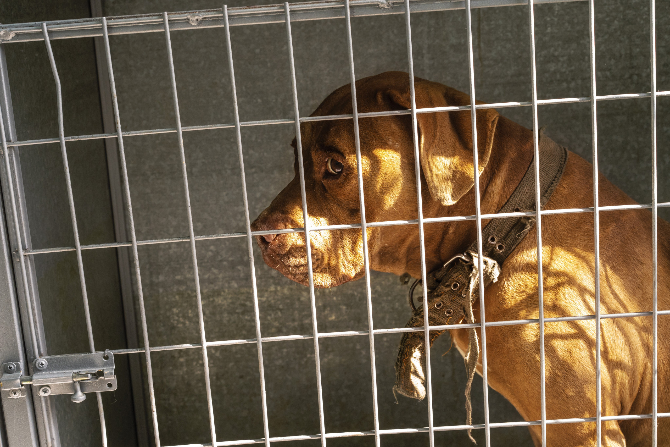 Vet clinic. Nina Petina