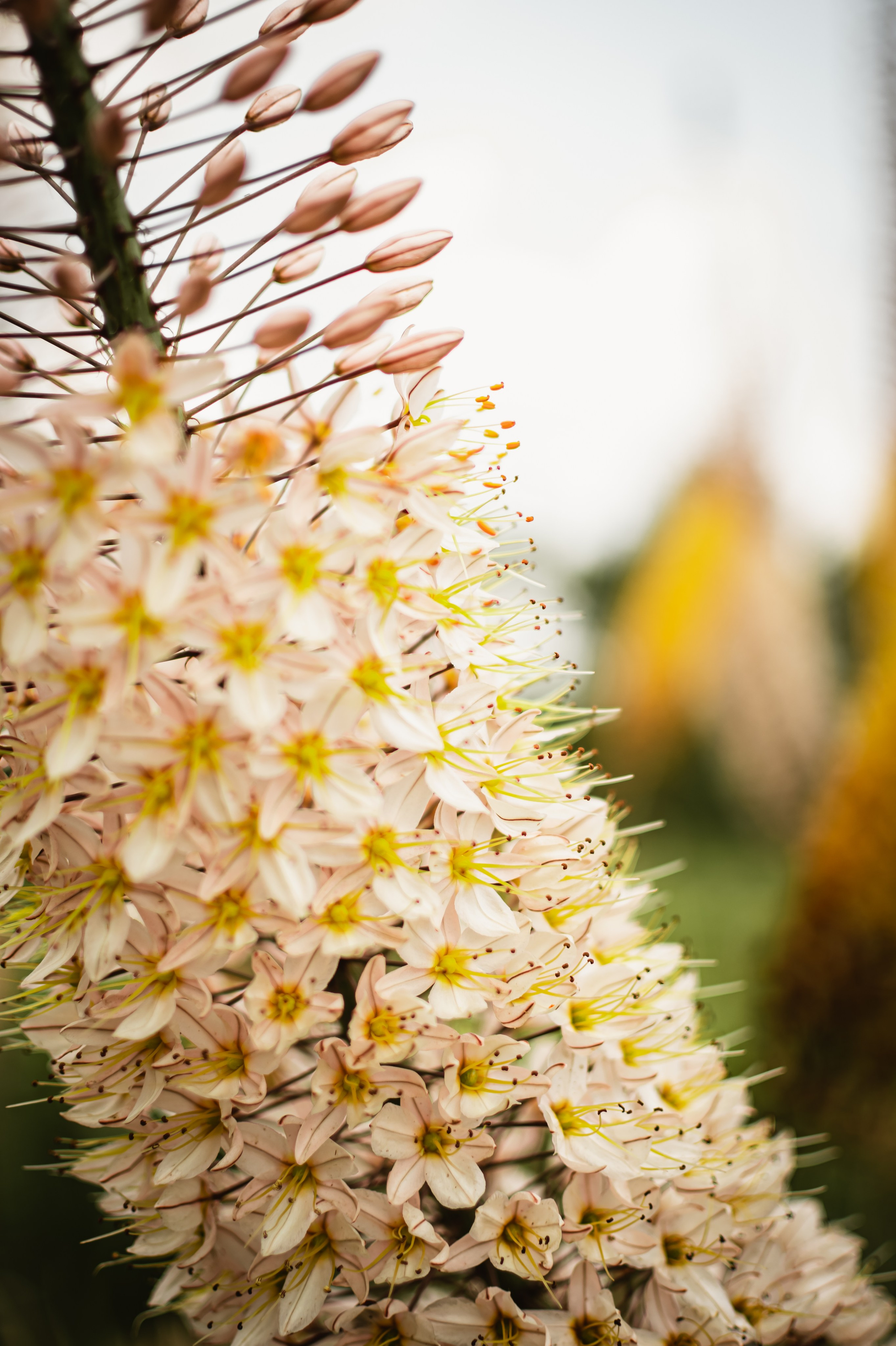 цветы в Донецке 