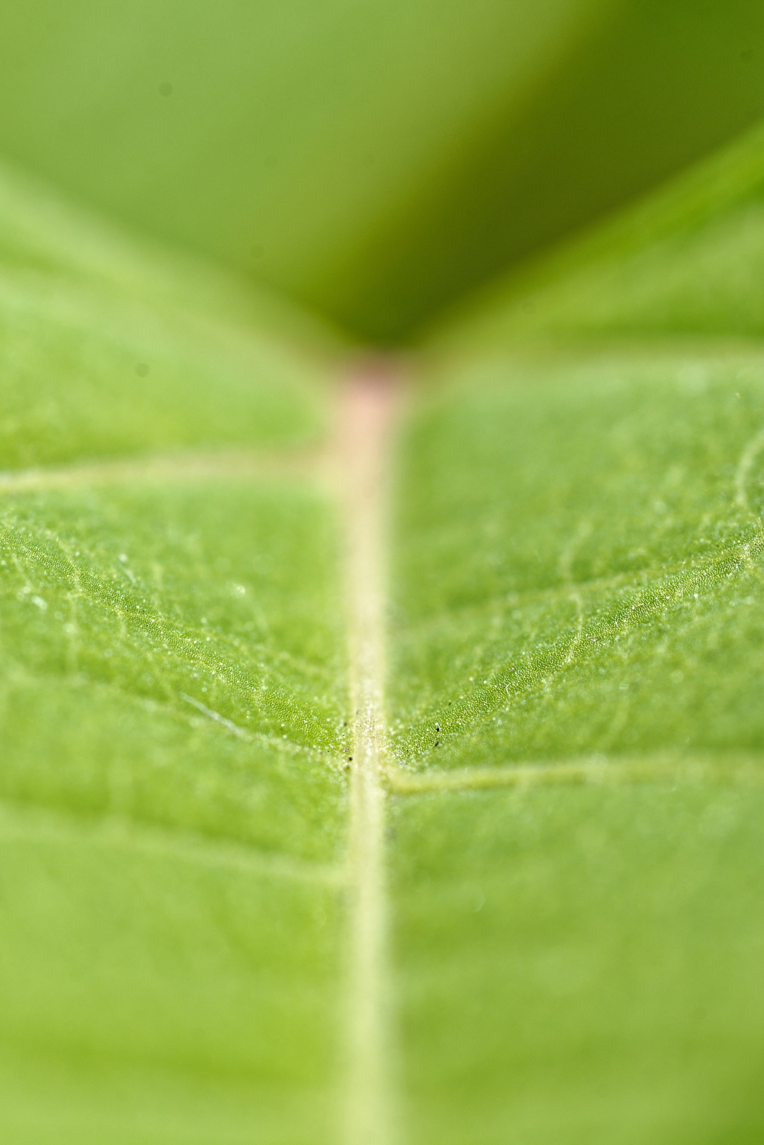 Природа. Фотограф в городе Омске Константин Зоткин