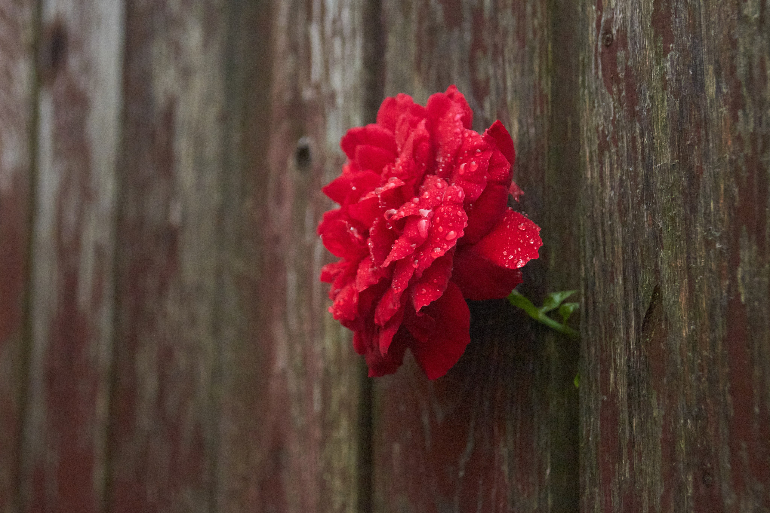 Цветы. Фотограф Сергей Яркин