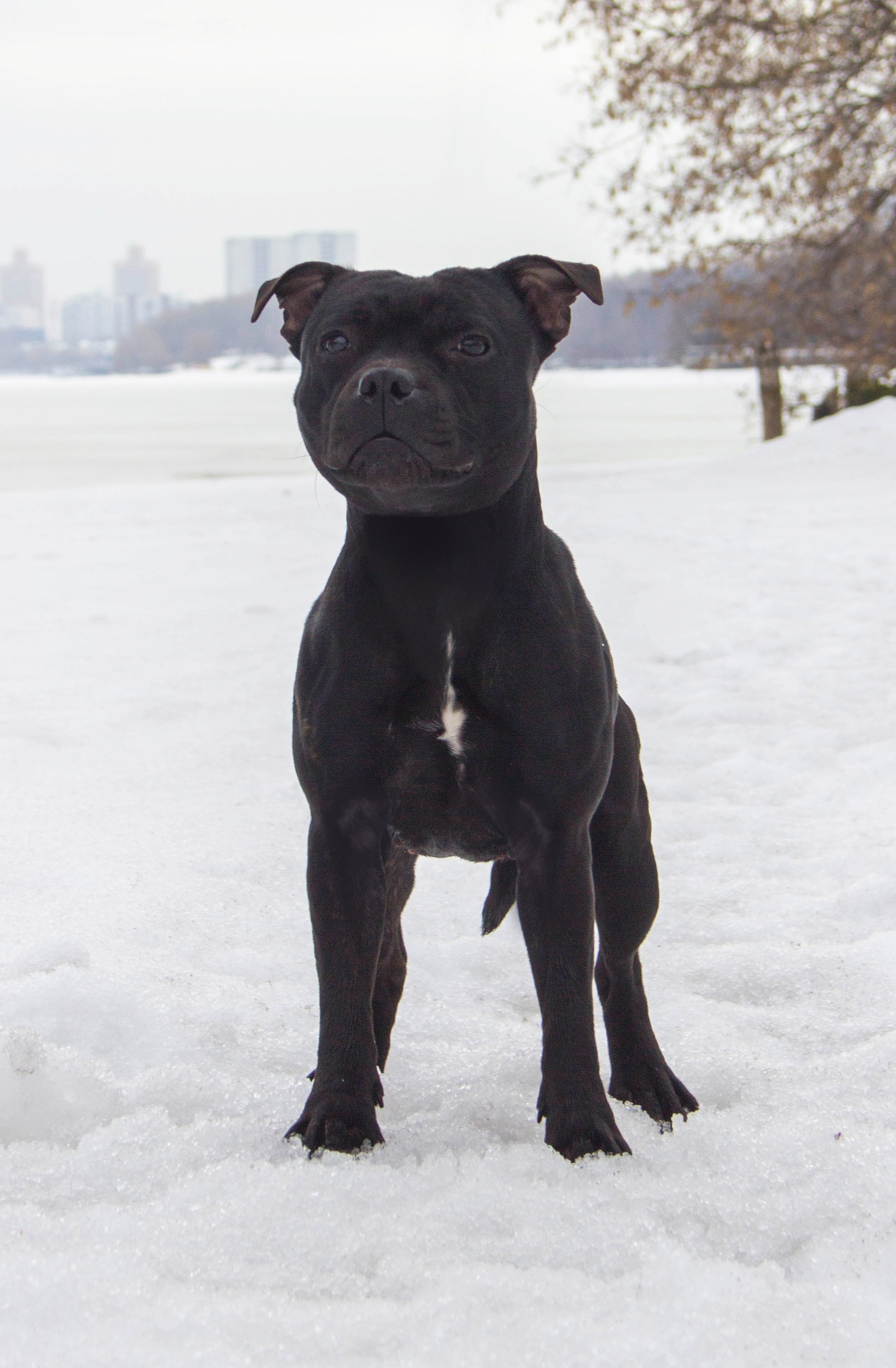 Тсахик. BLGKV питомник собак