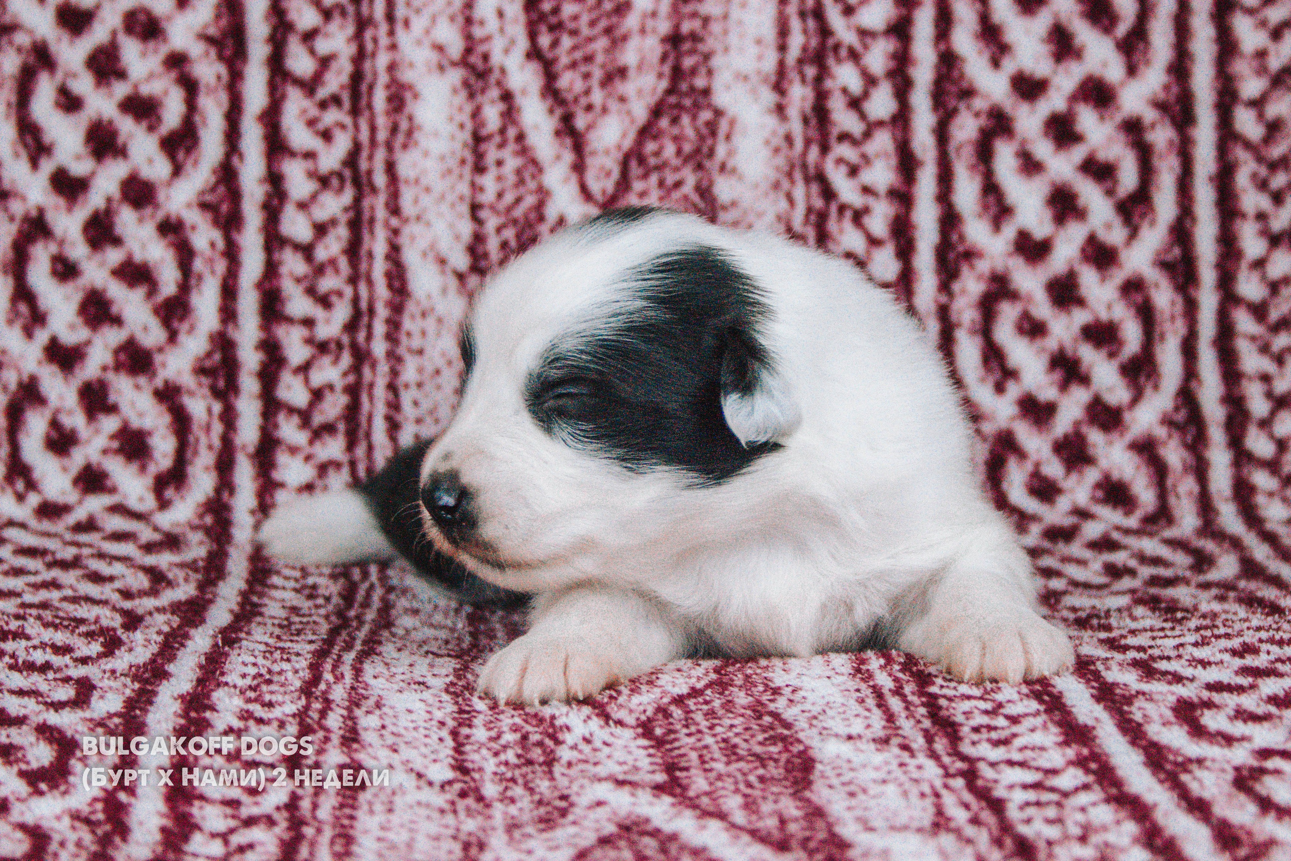 Карныш. BLGKV питомник собак