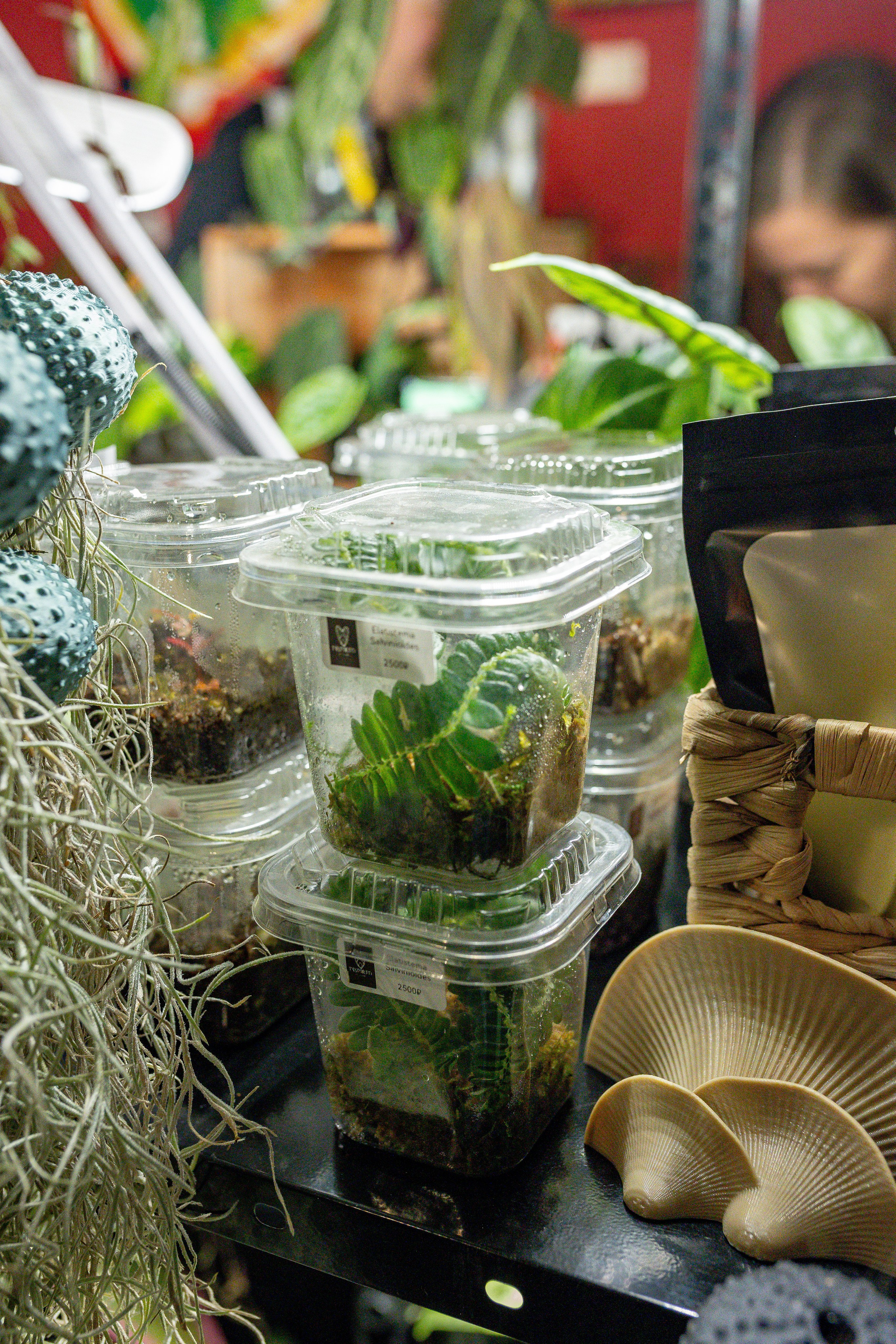 Growbox 5лет. Александра Куликова фотограф, Москва