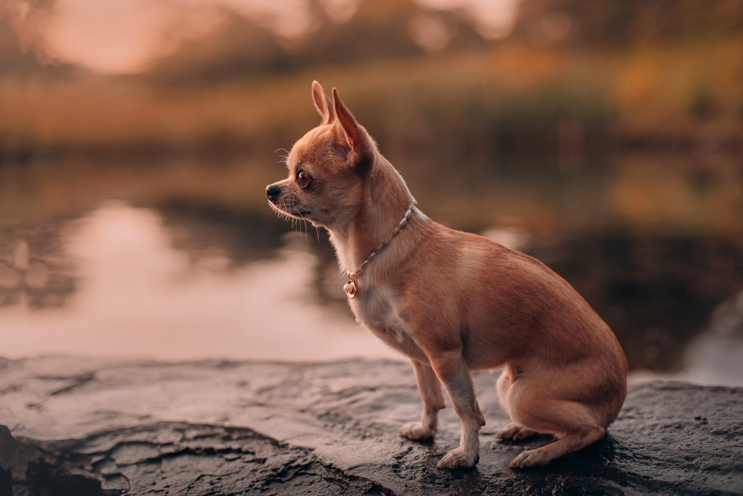 Прогулка: чихуахуа Хенни и Алина во Владивостоке. Портфолио