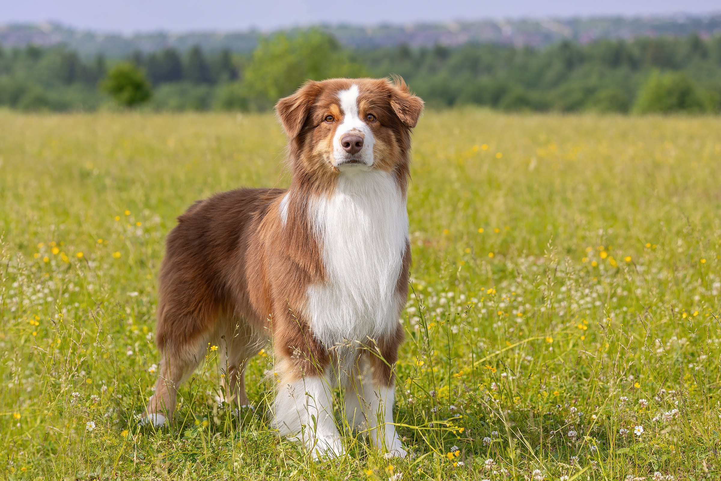 12 июня 2025, Выставка РКФ, Пермский край. Htykk_photo