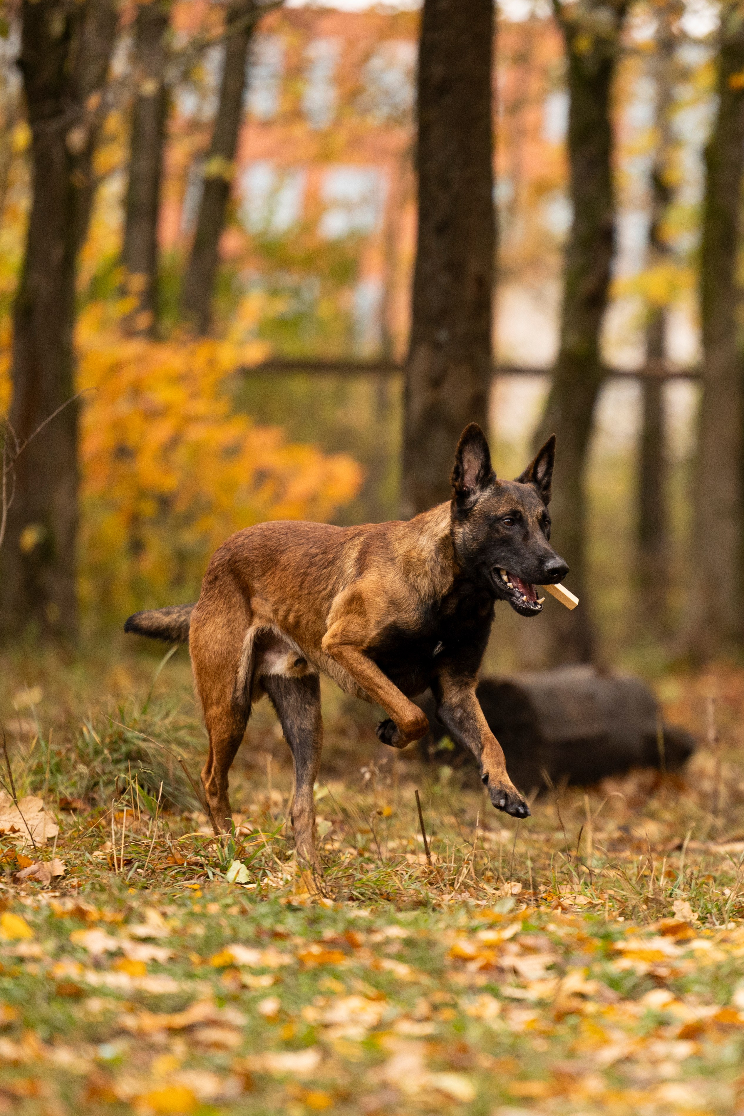 Соревнования по Мондьорингу г. Вологда. Фотограф-анималист Анна Маринич