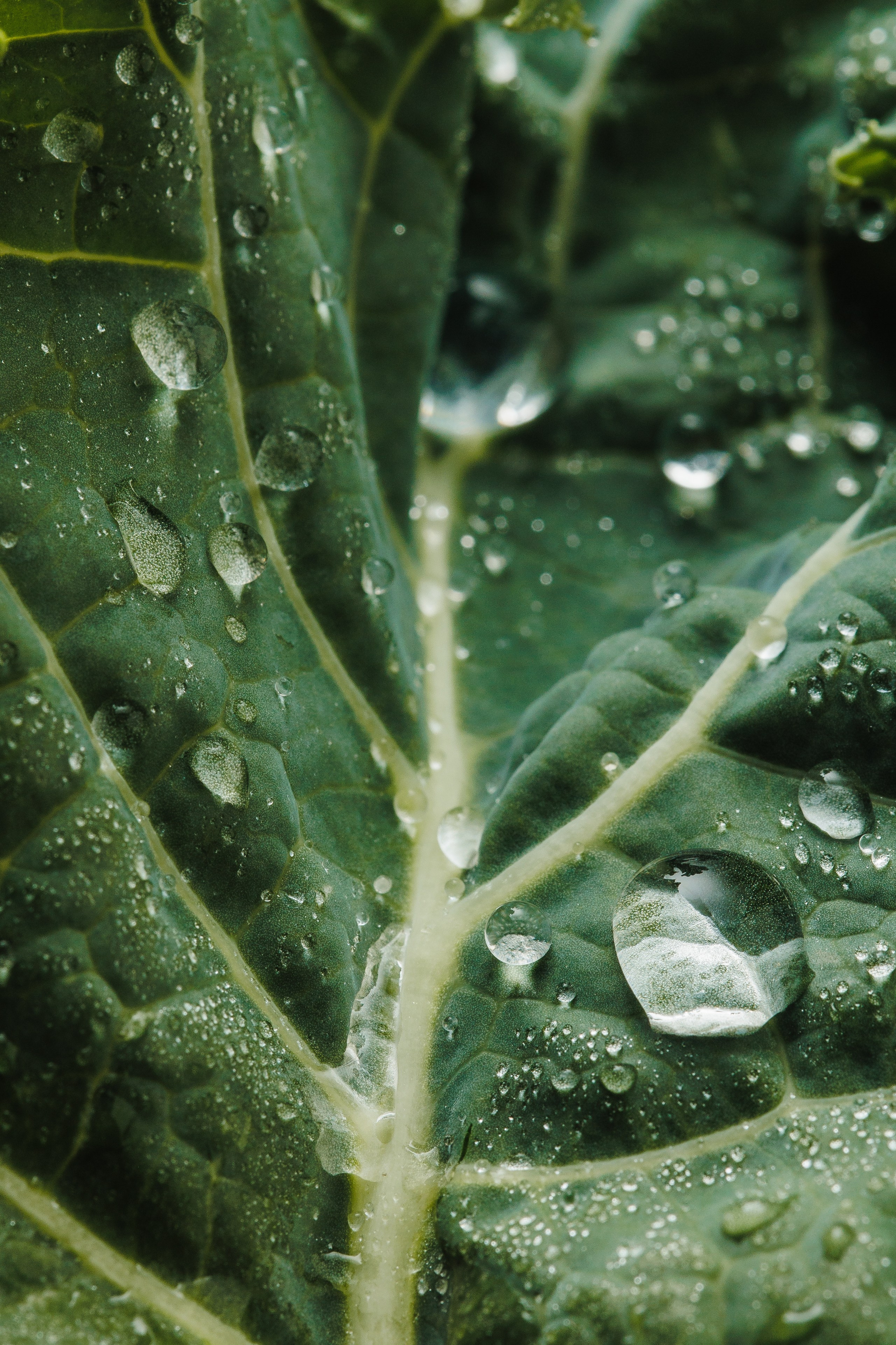 Фуд фотограф в Москве и МО Александр Ласковенков