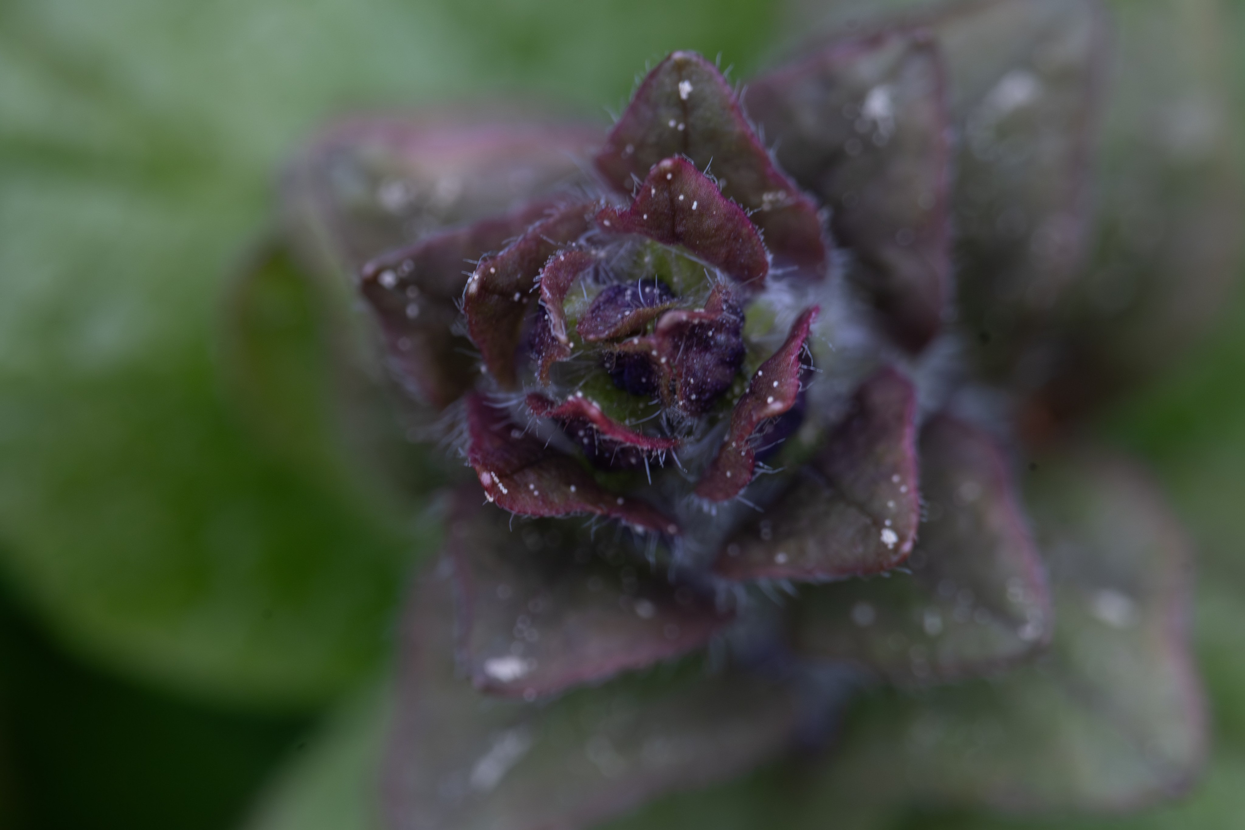 Чем дальше в лес. KRUTOVA_фотографирую жизнь