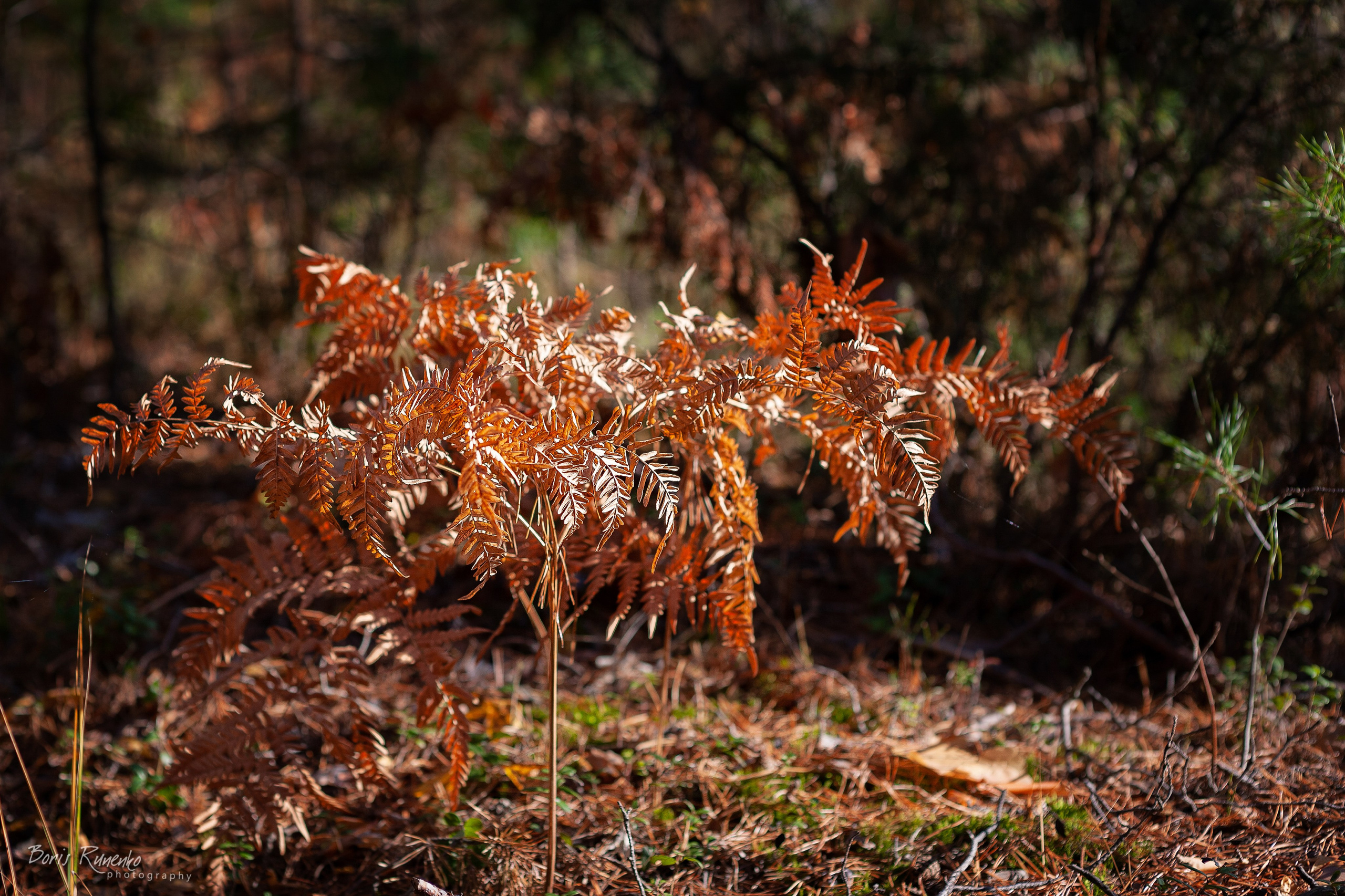 Озеро Белое. Московская область. Борис Руненко. Пейзажный и travel-фотограф