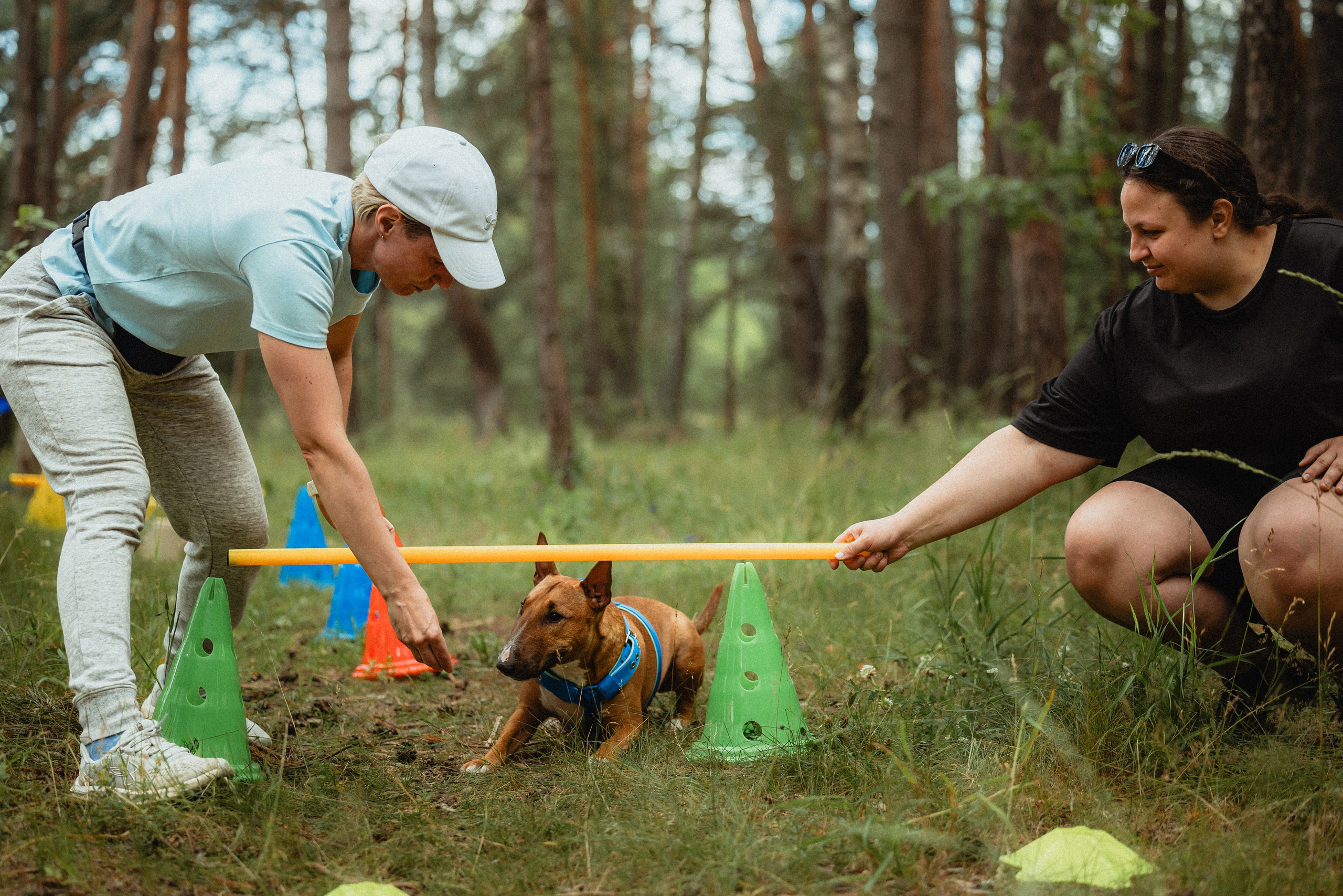 Выездной дог-тренинг от школы «Шерсть имею»