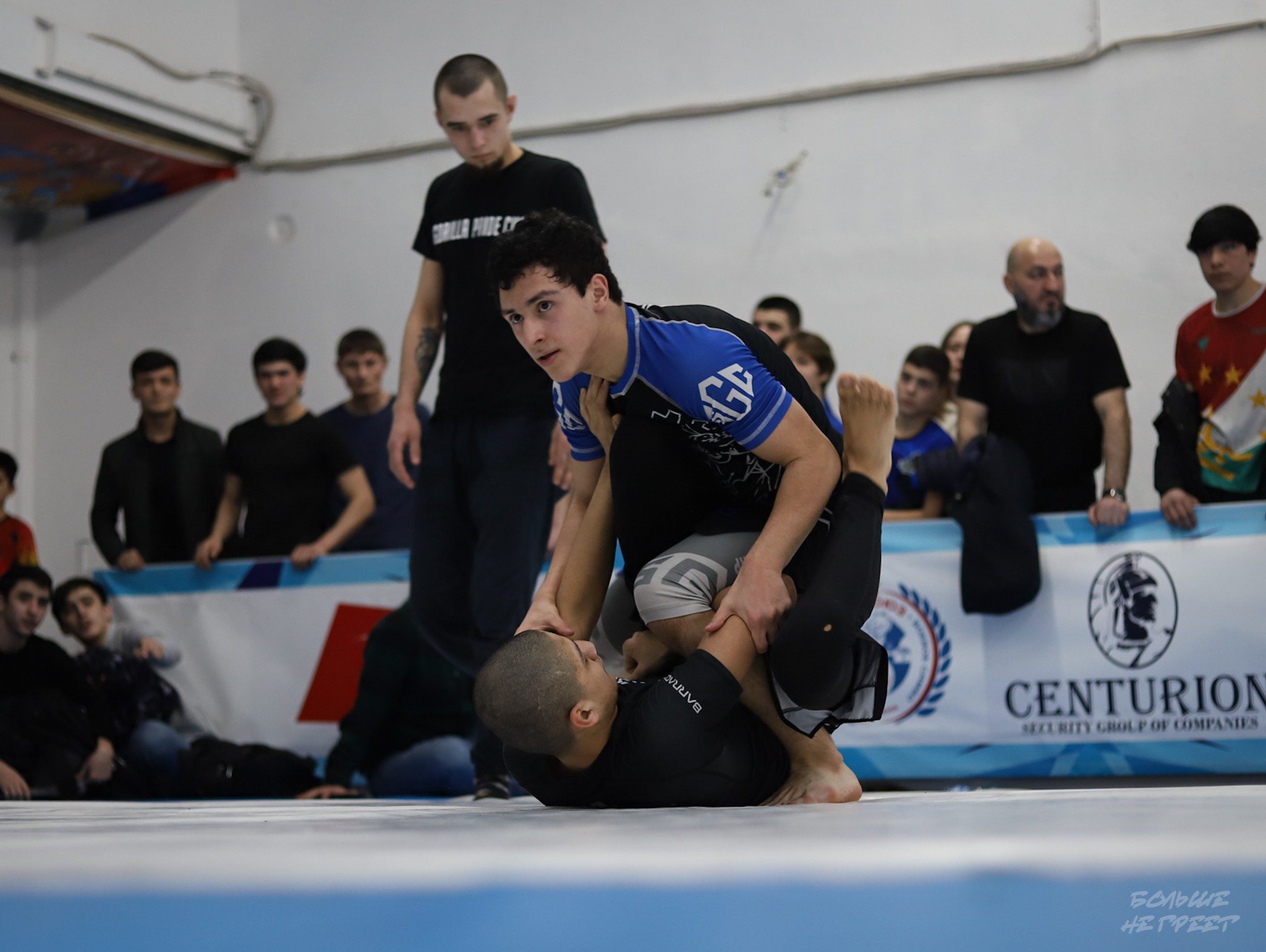 GORILLA PRIDE CUP. Больше не греет