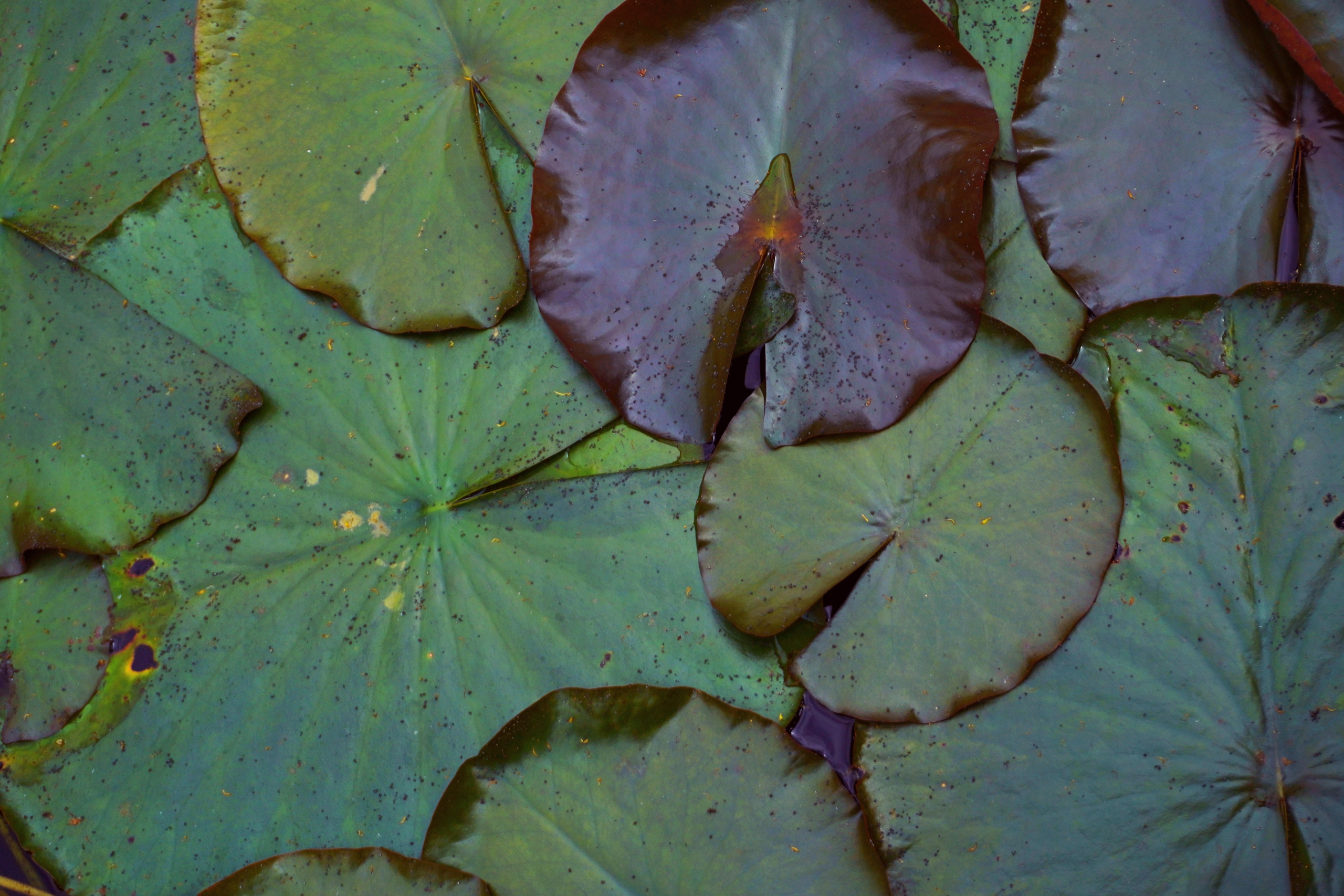 Лилия лето. Предметная фотография. Москва