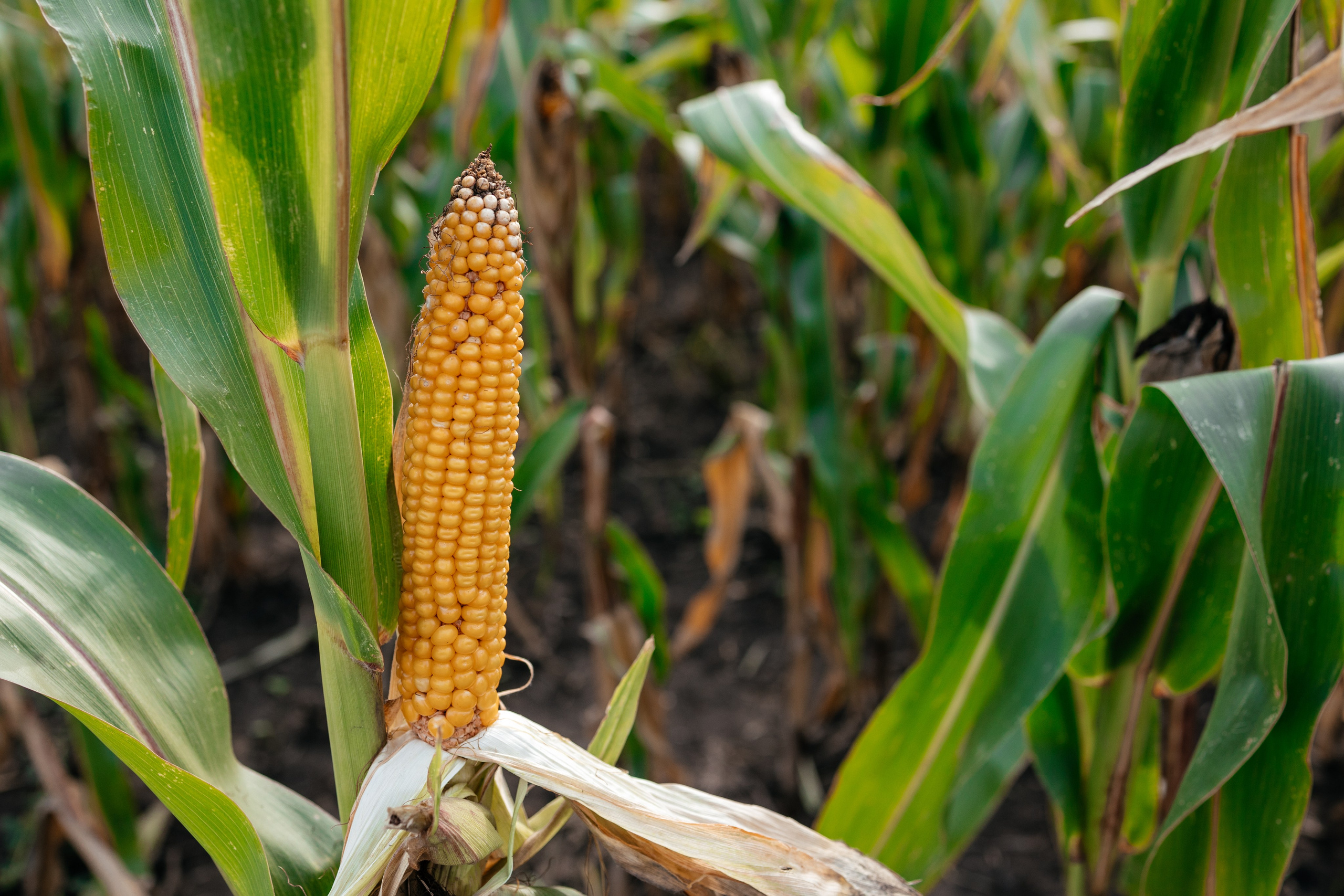 День поля. Фотограф Крохин Олег