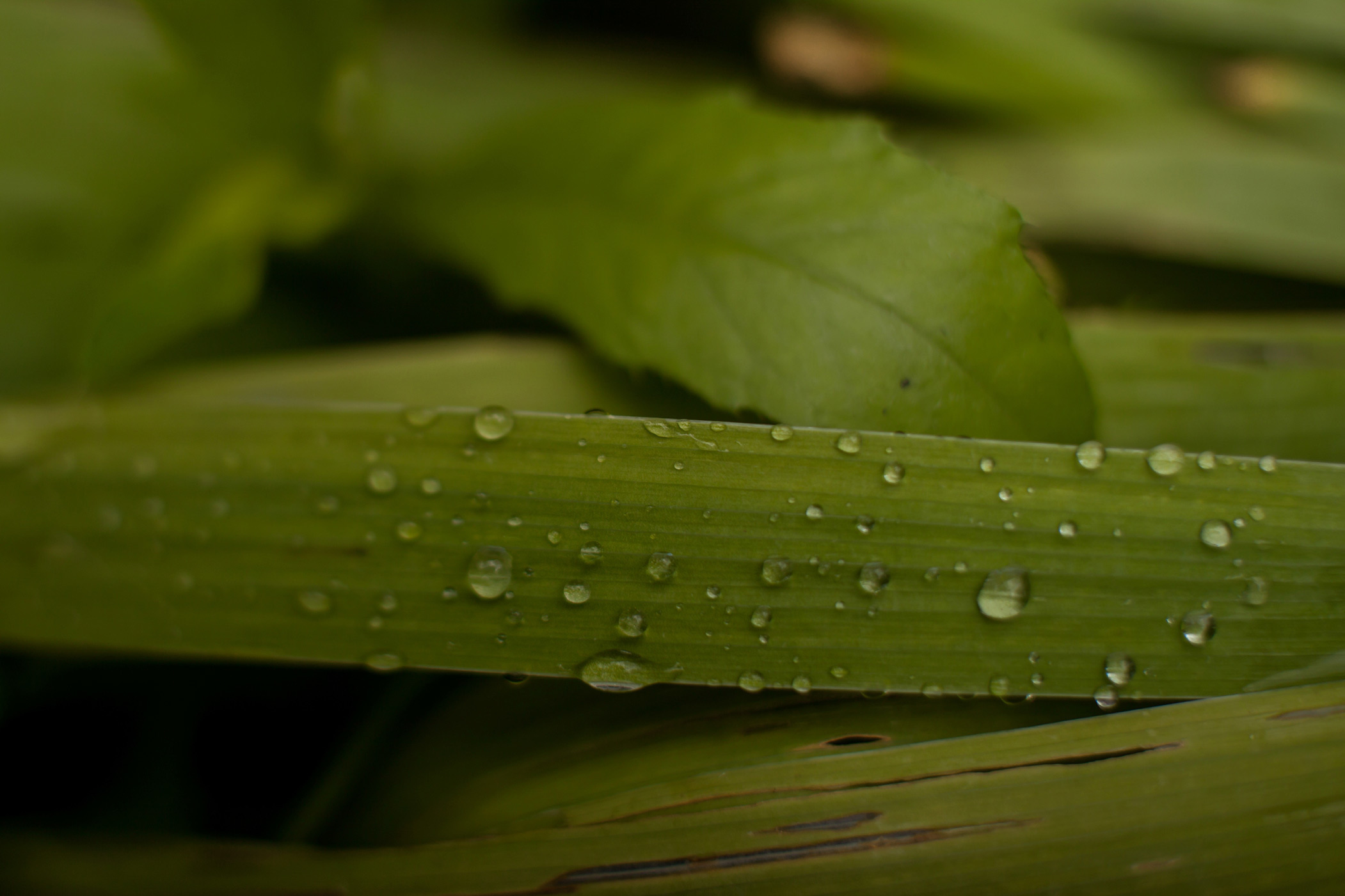 Свадебный фотограф. Свадебный фотограф Колесников Антон