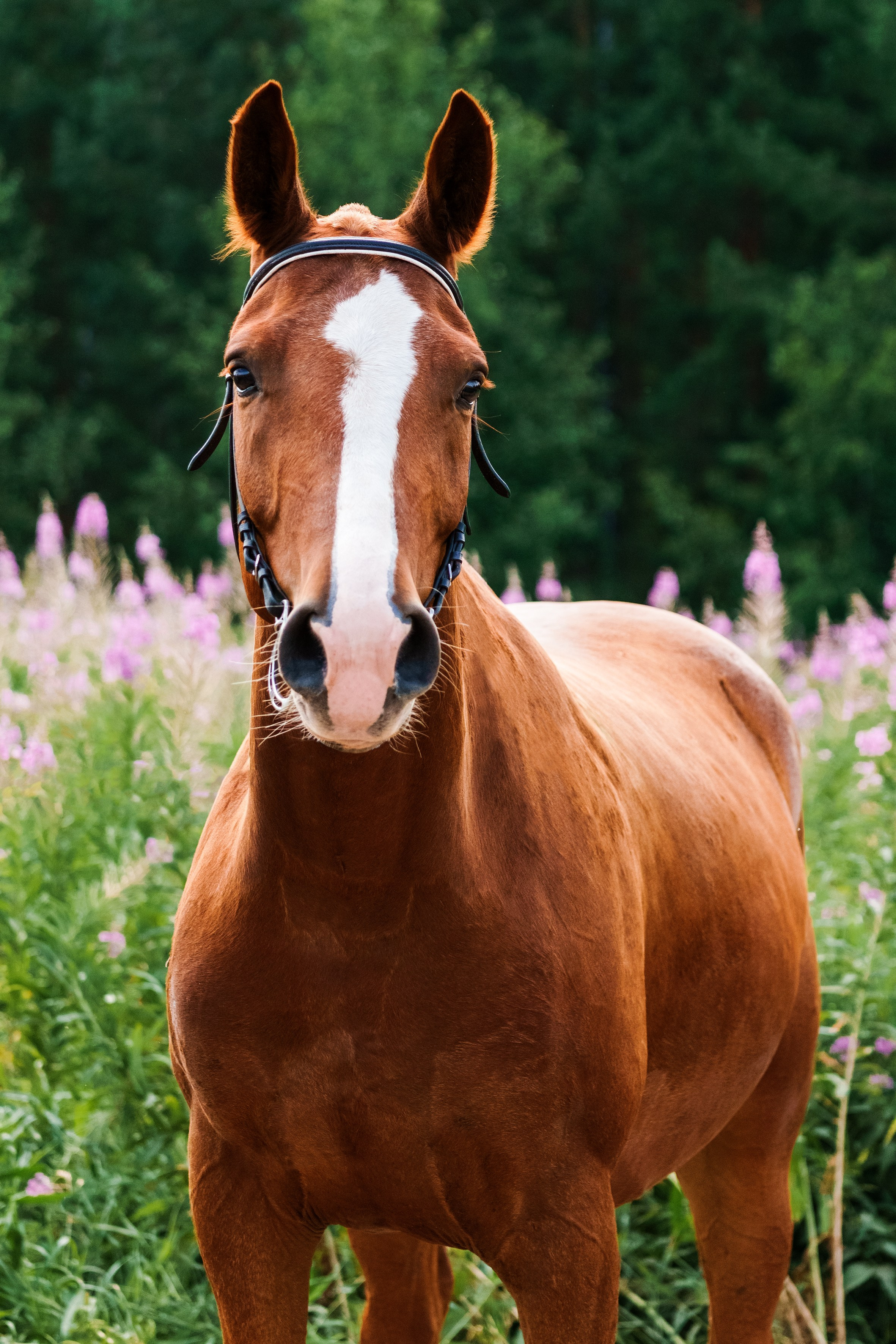 Life with horse. Saamill