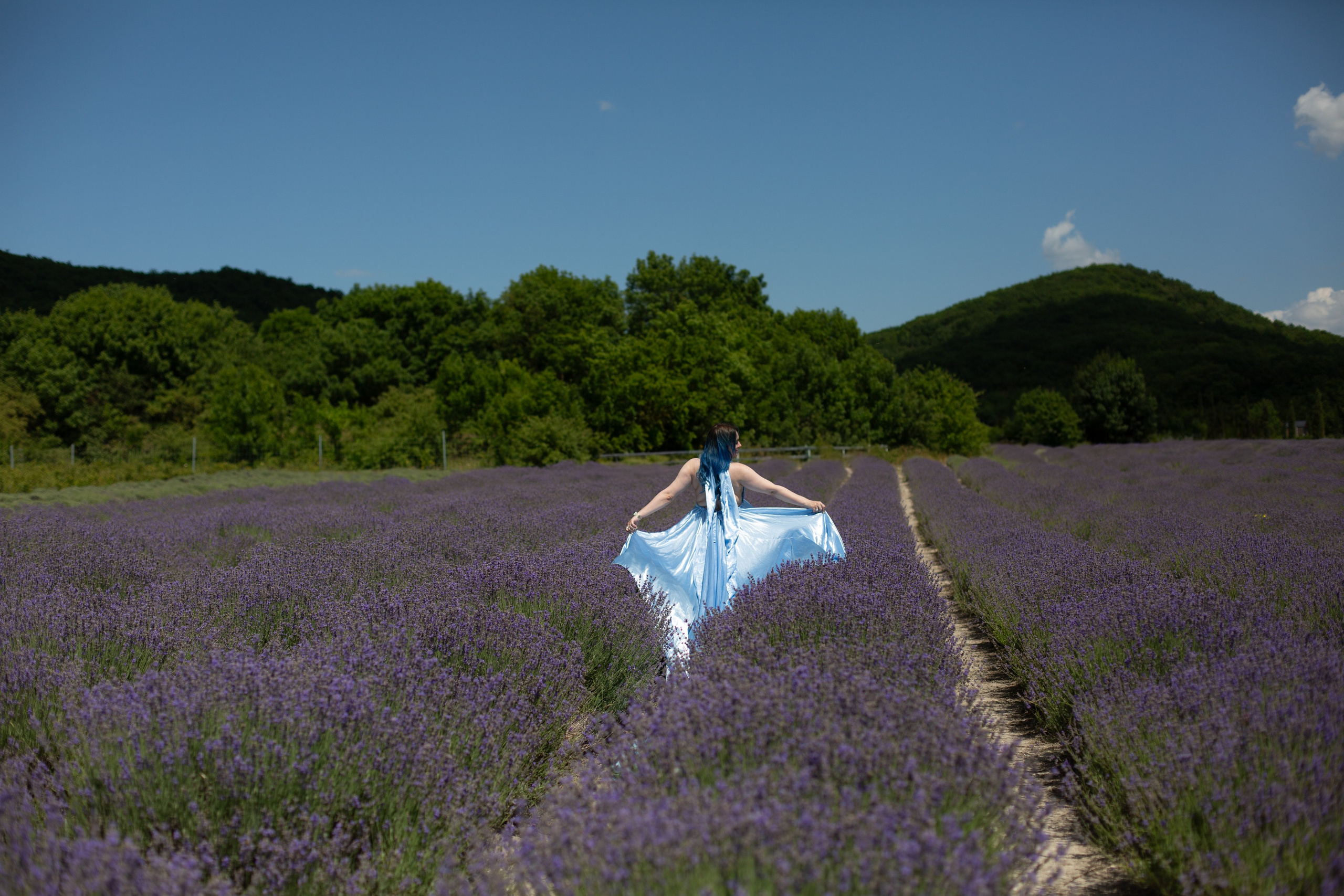 Лавандовые поля