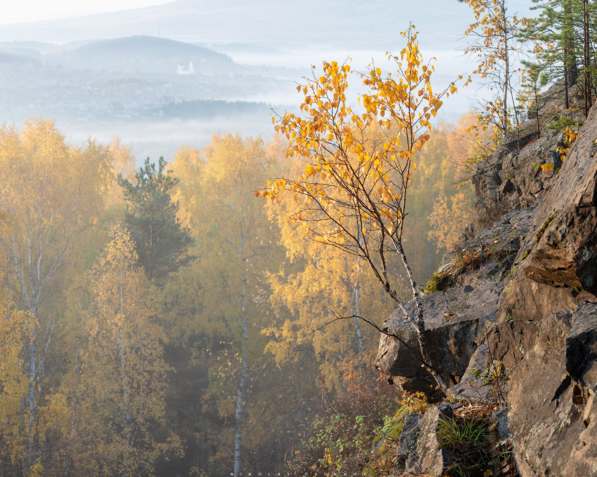 Береза с желтыми листьями растет на скале, а на фоне видны дома и храм, окруженные  осенним лесом.