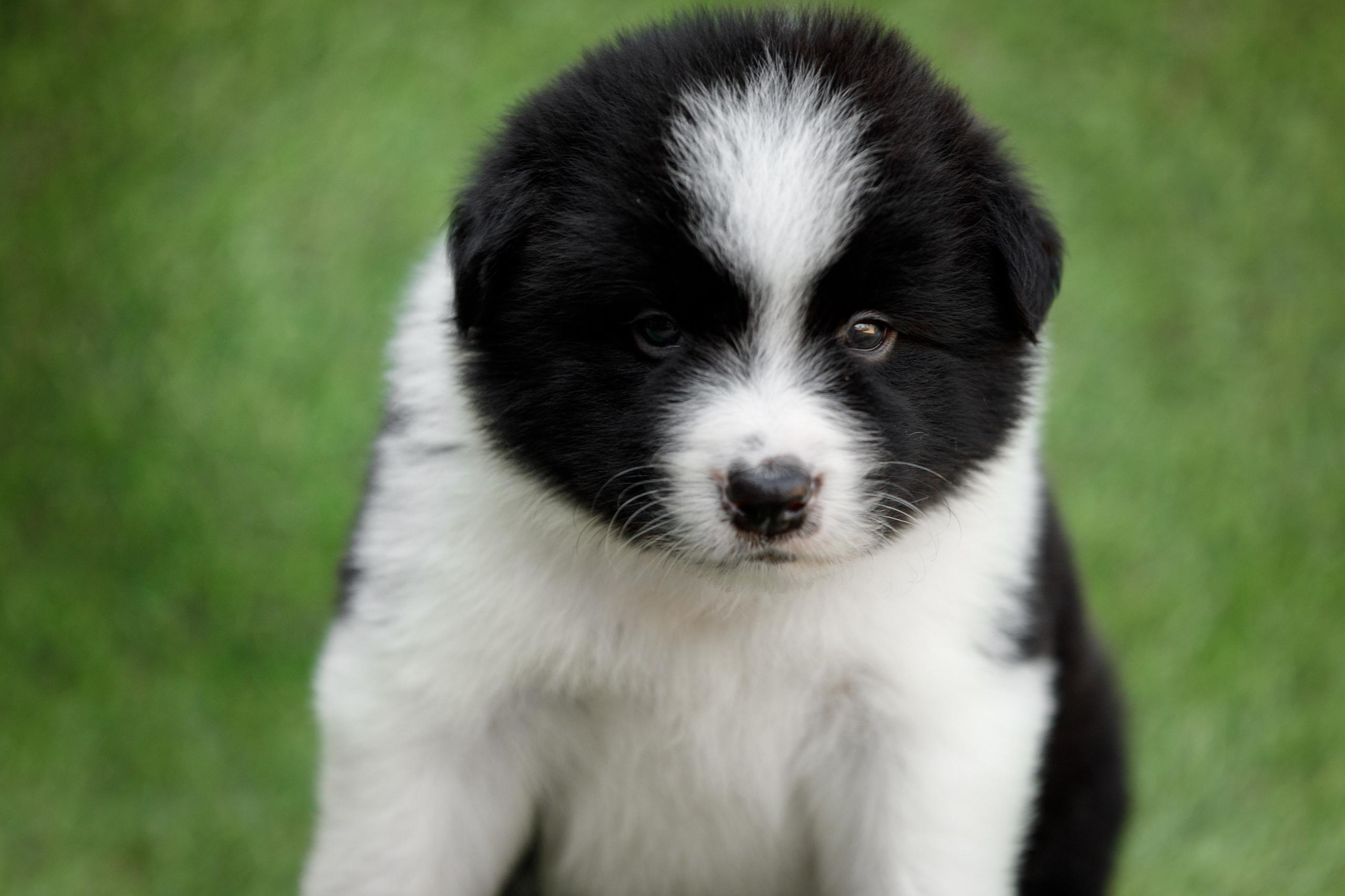 Смешарики. О нас