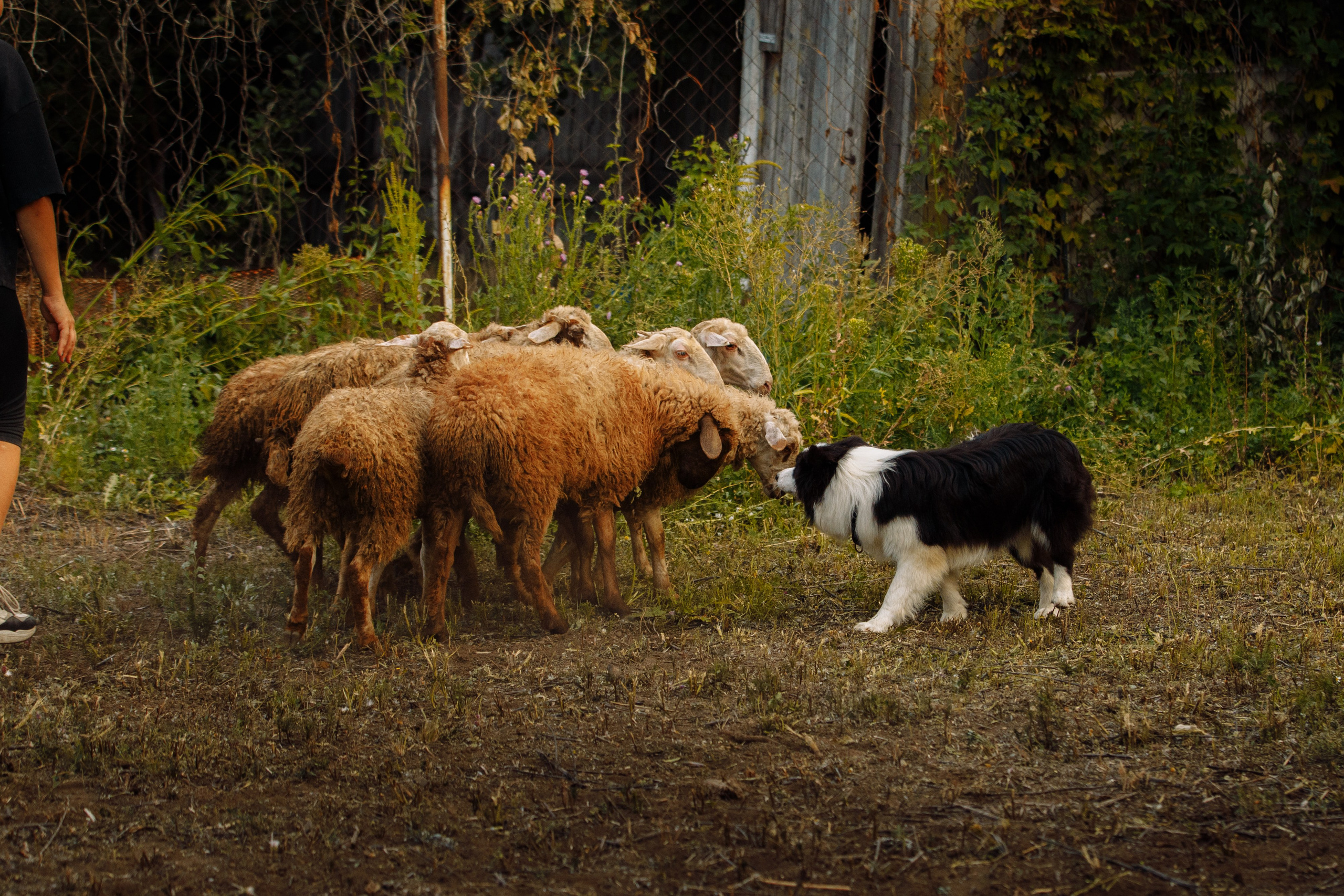 Овечий день. О нас
