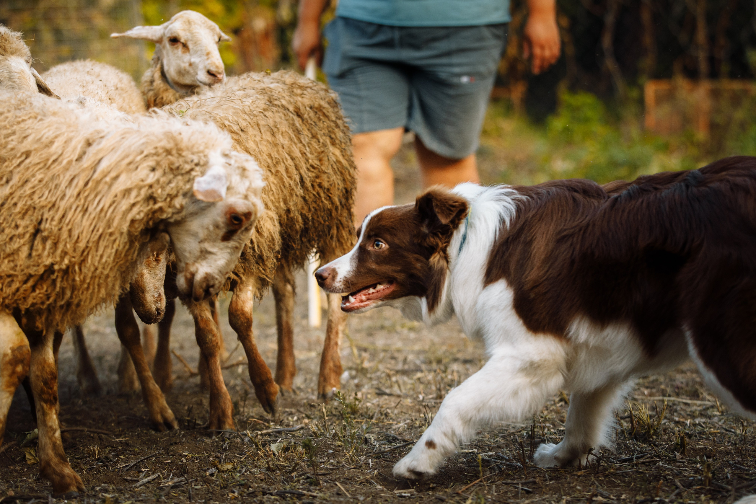 Овечий день. О нас