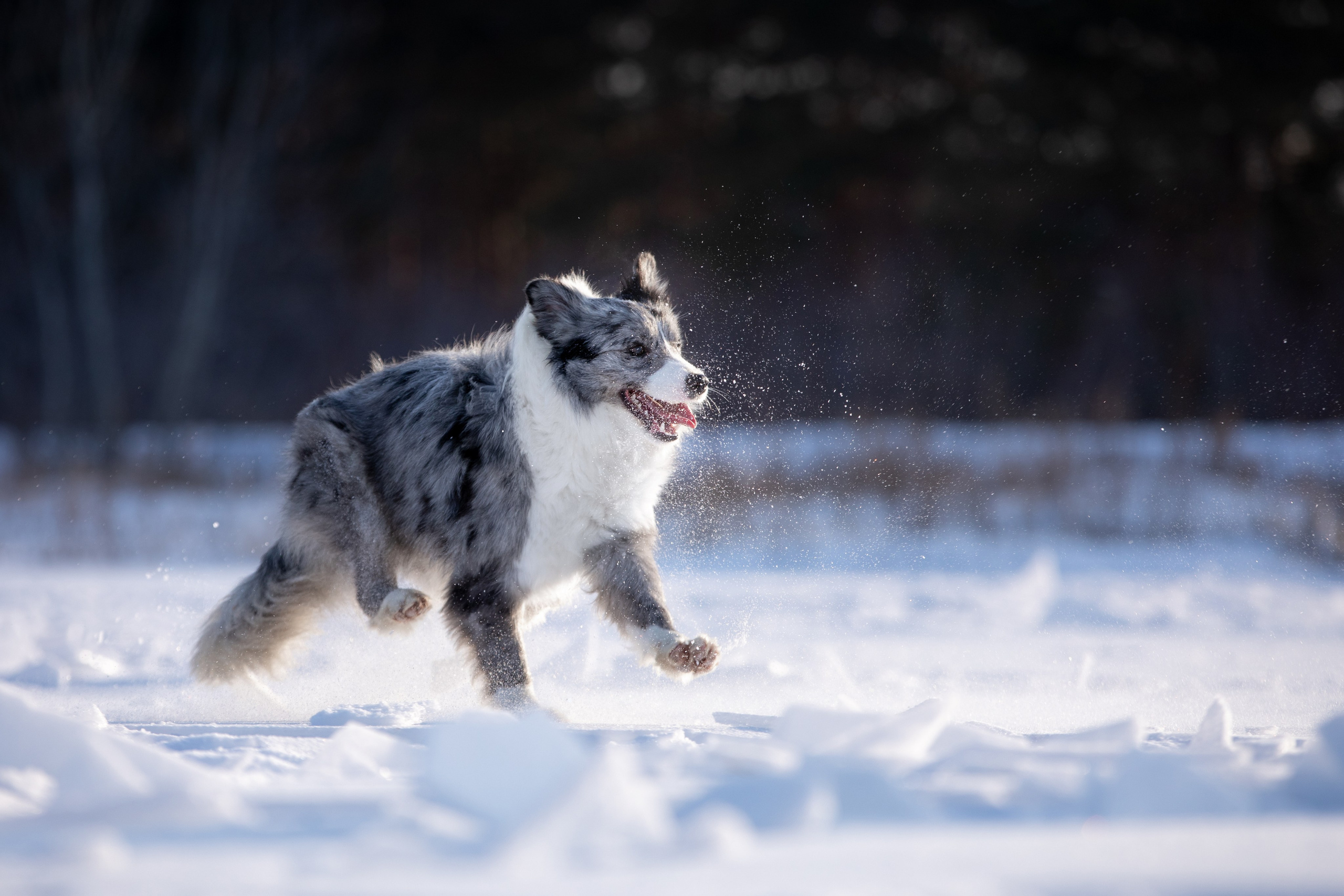 Мороз и солнце. О нас