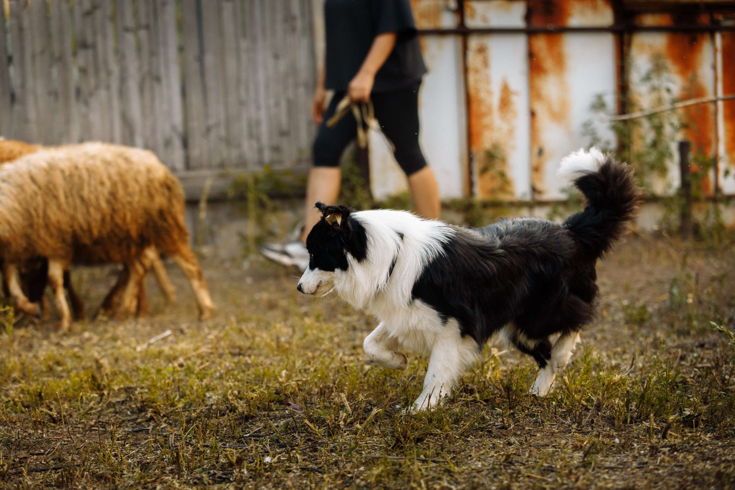 Овечий день. О нас