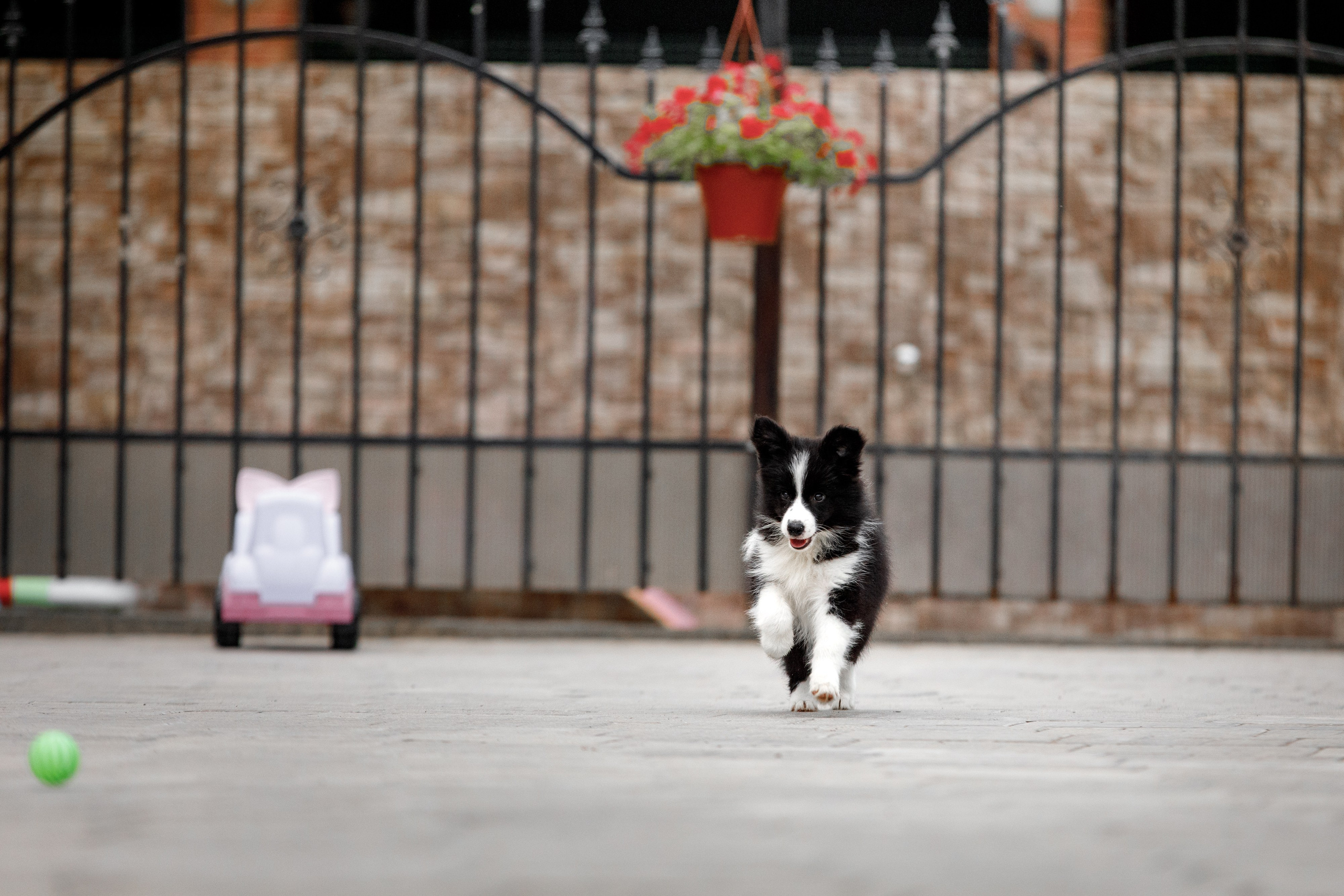 Болтовня в саду. О нас