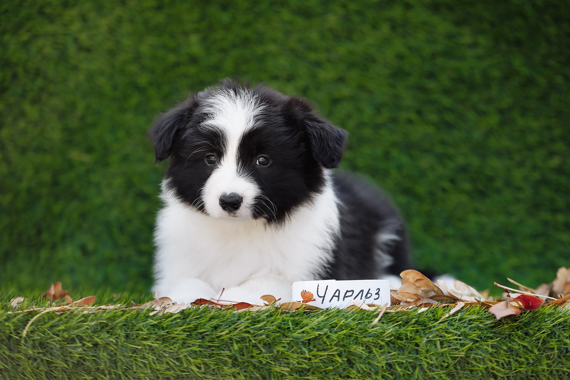 Новый лист. О нас