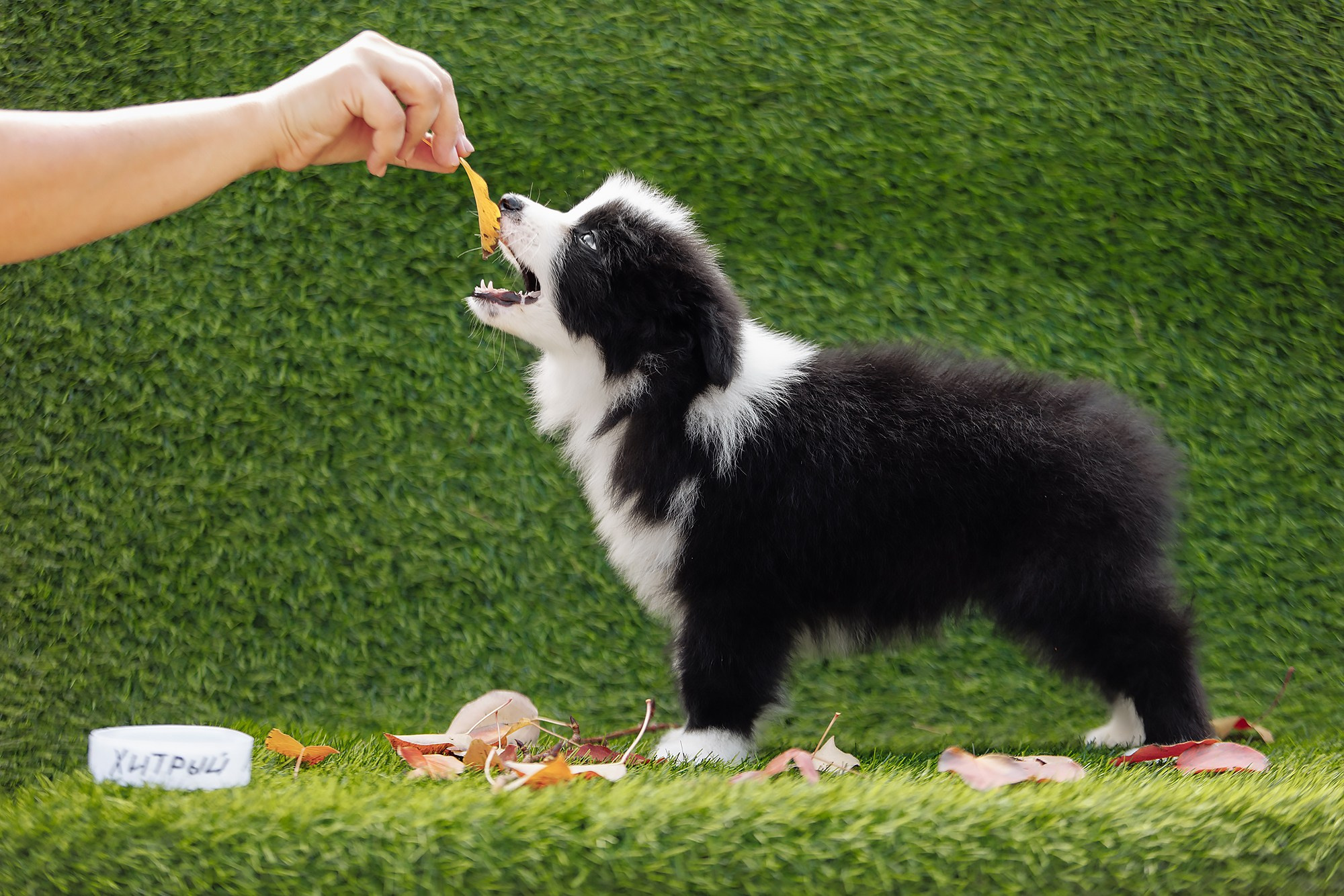 Новый лист. О нас