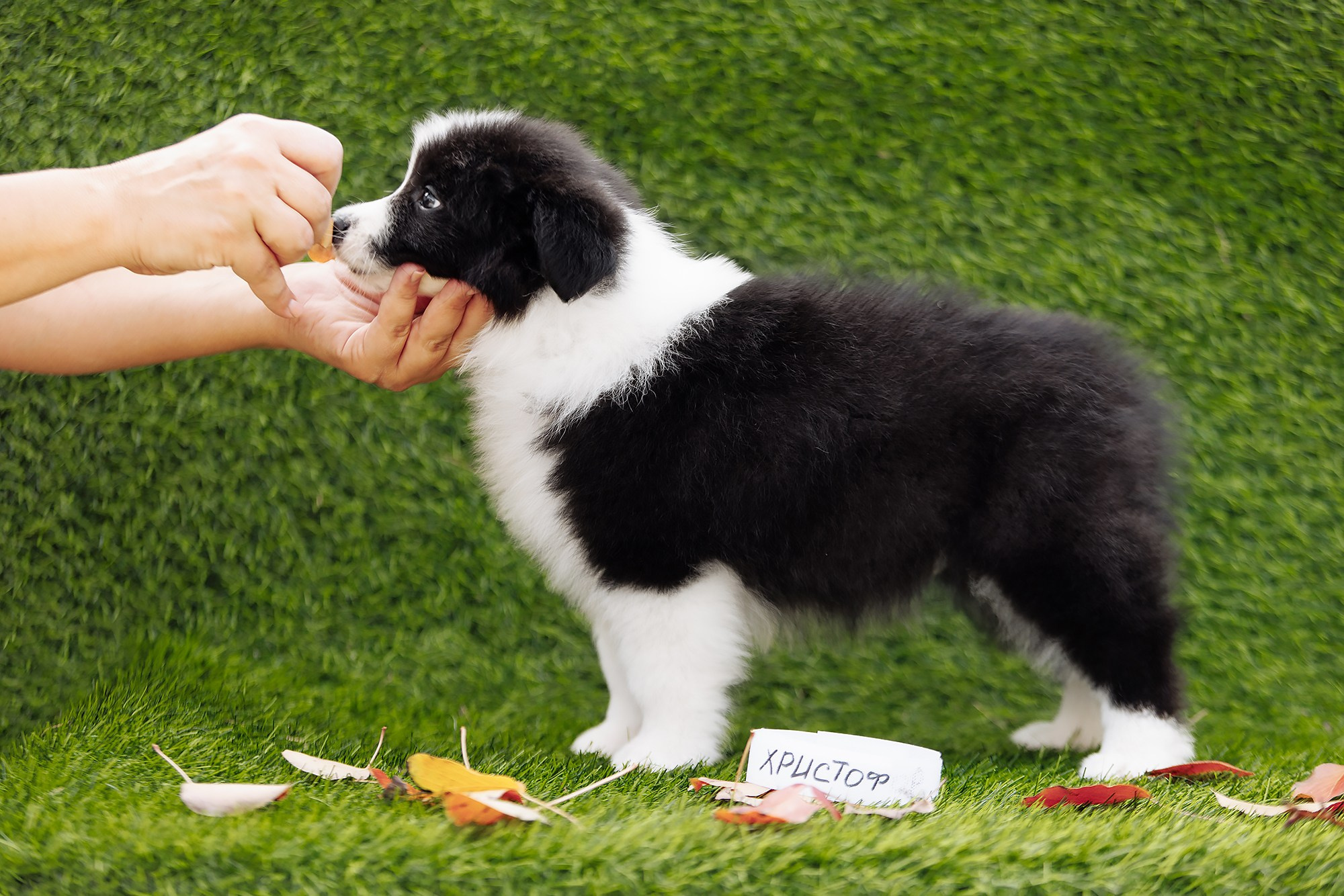 Новый лист. О нас