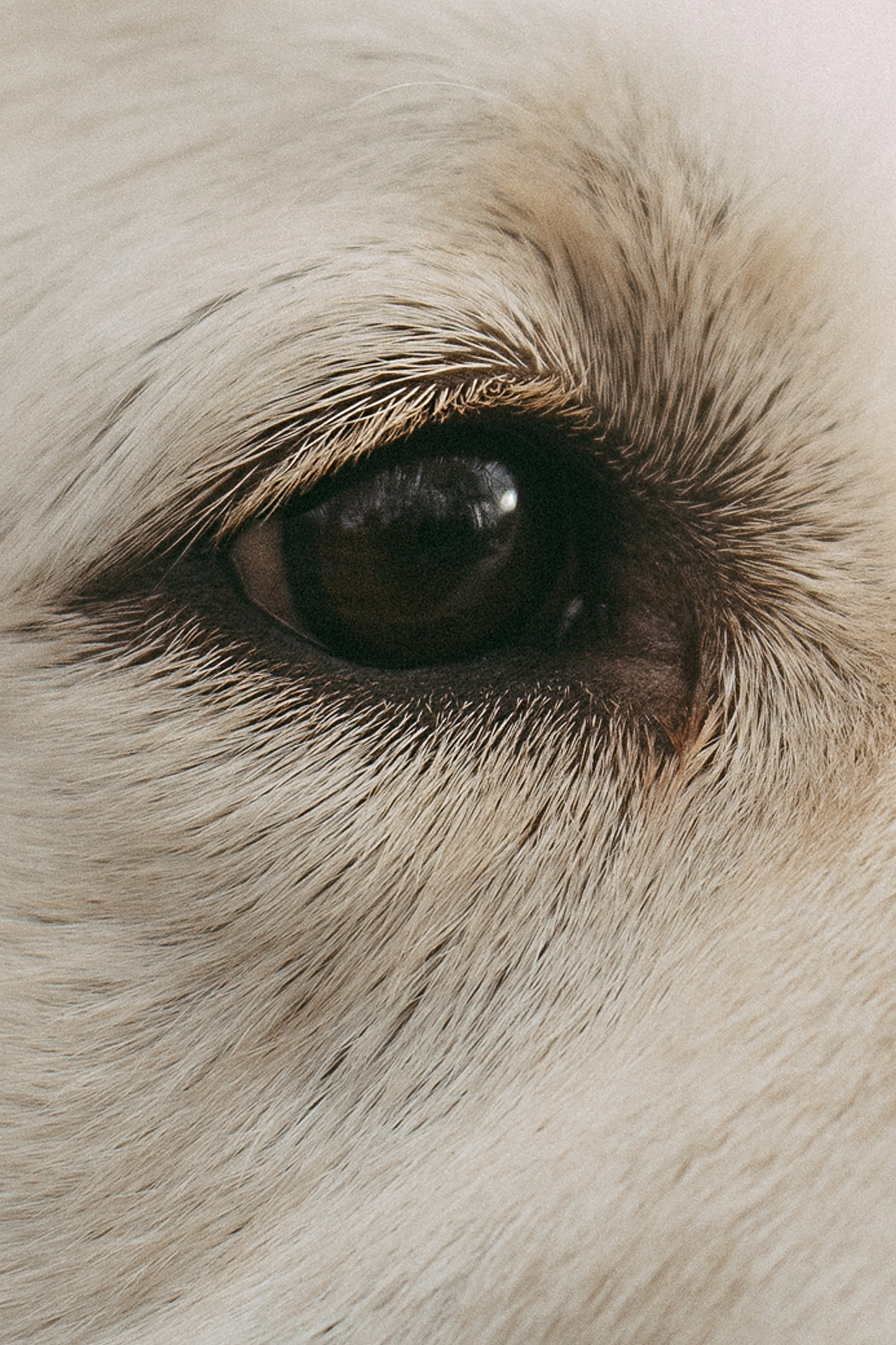 Лена и Мерлин. Фотограф анималист в Москве и Санкт-Петербурге Свиридова Анна