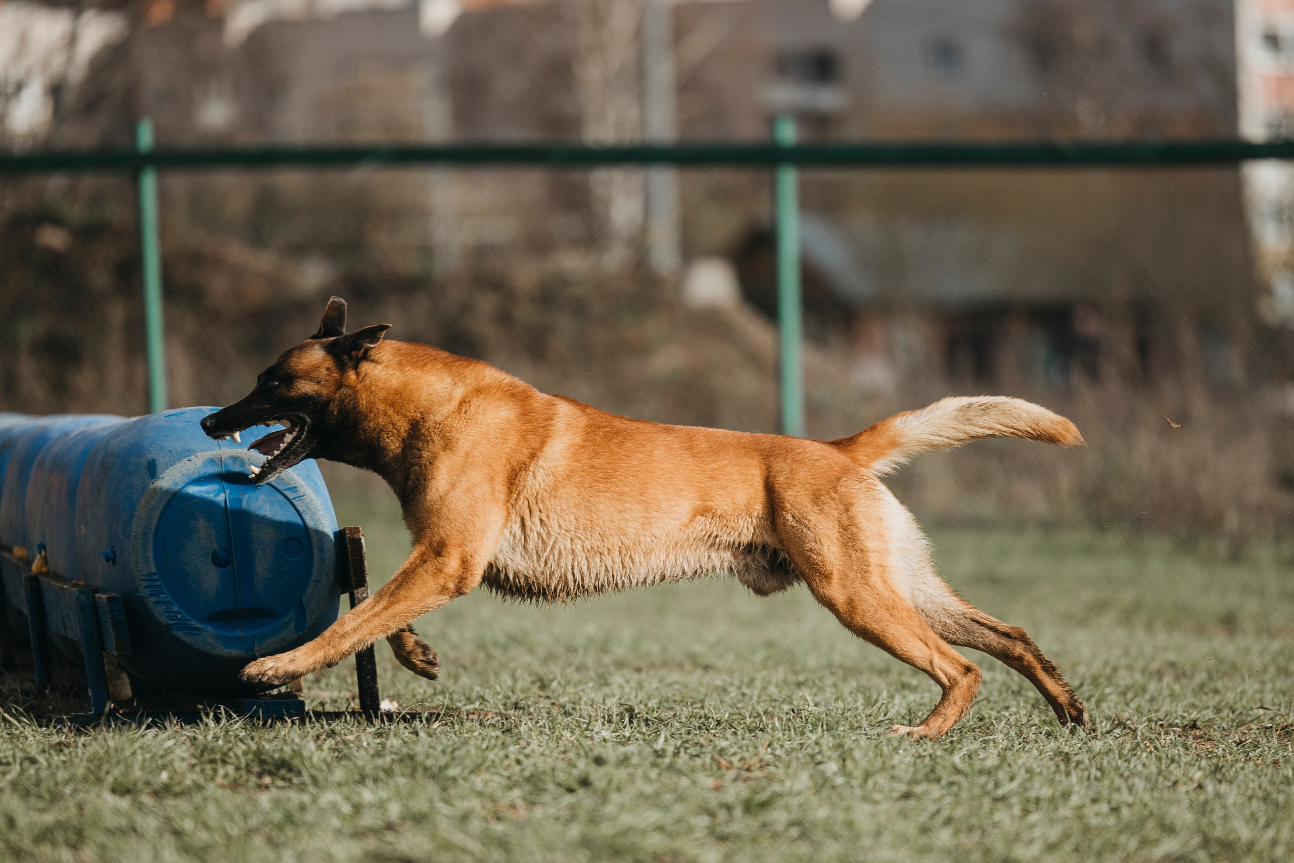 09.05.25 Вологда соревнования. Фотограф-анималист Анна Маринич