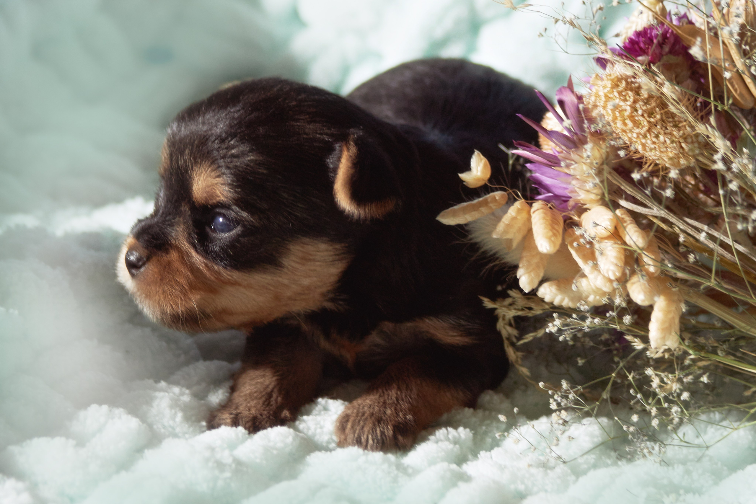 Фотосессия щенков от 7-и дней в стиле ньюборн. Фотограф анималист — Тула, Москва