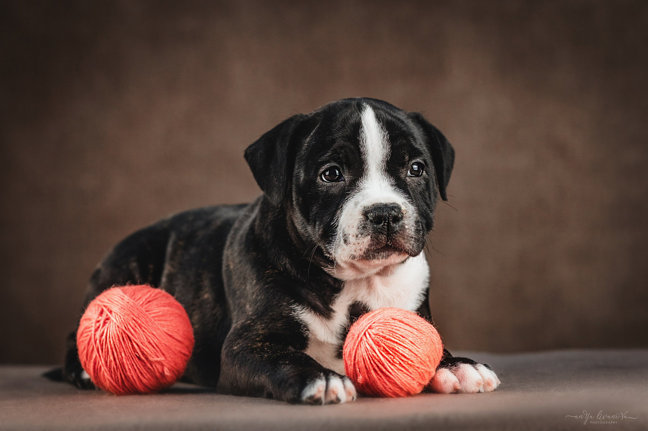 Стаффи. Фотограф анималист Аня Ливанова | Рыбинск