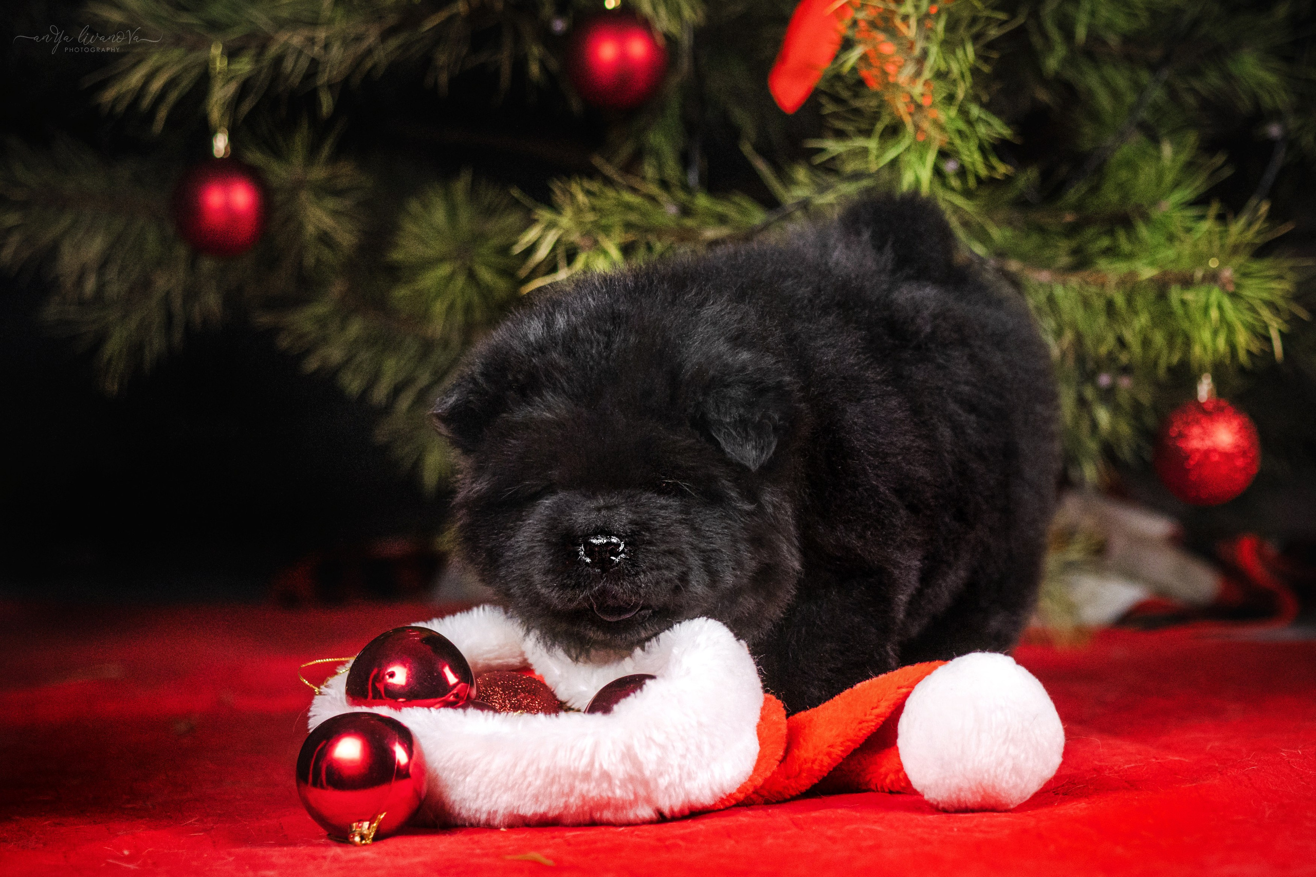 Новогодняя атмосфера в «Simply the Best». Фотограф анималист Аня Ливанова | Рыбинск