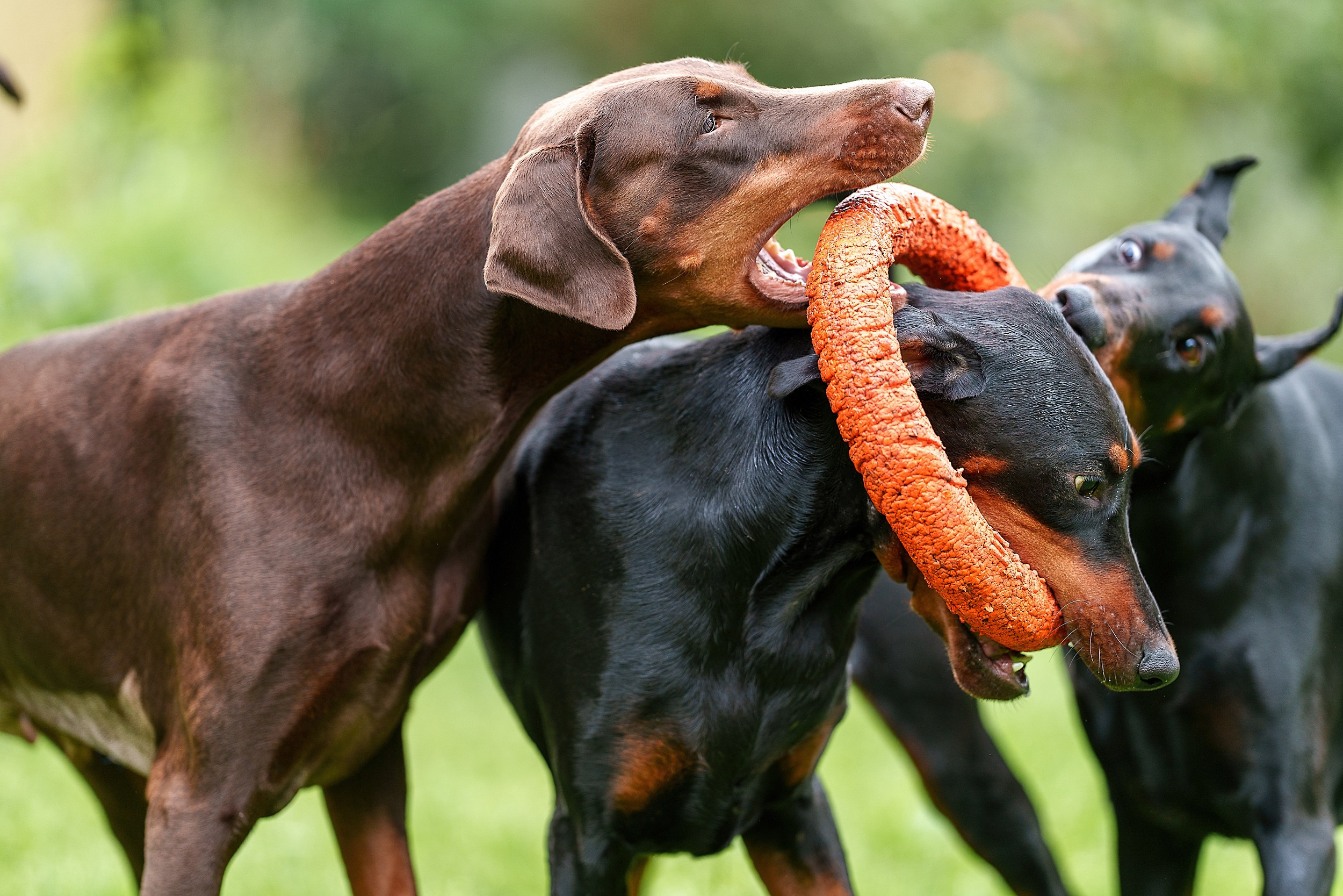Мика и Фанта. Фотограф анималист Ольга Луканенкова в Москве